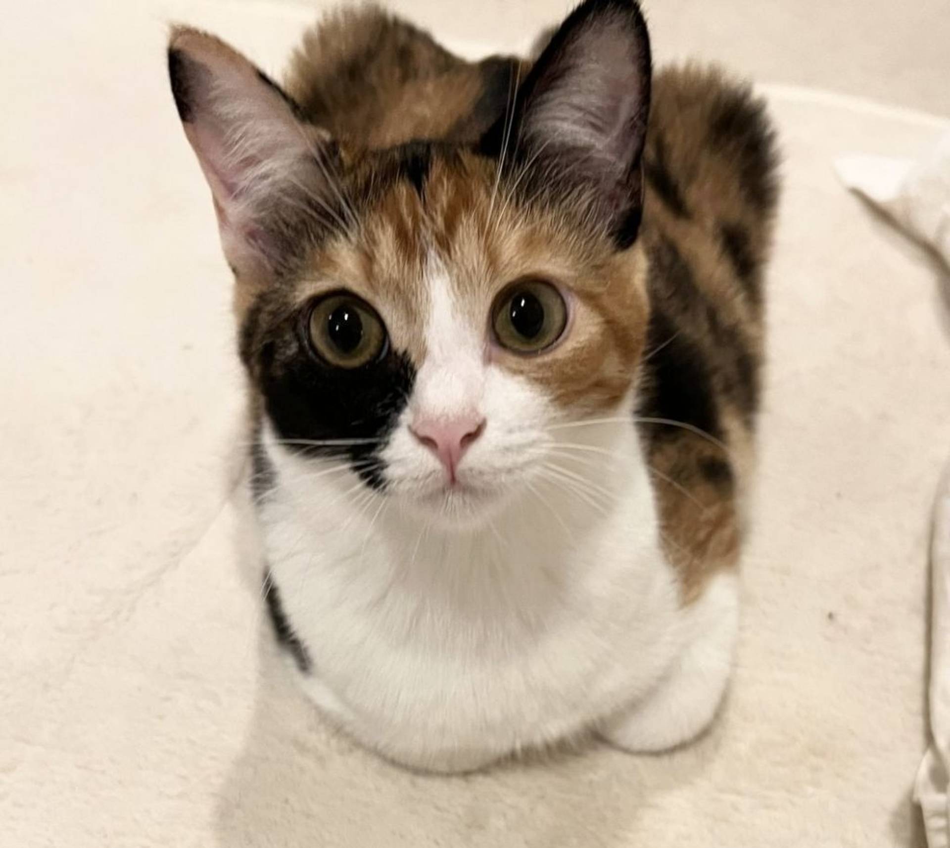 雑種（ミックス猫）・オスの里親募集の写真