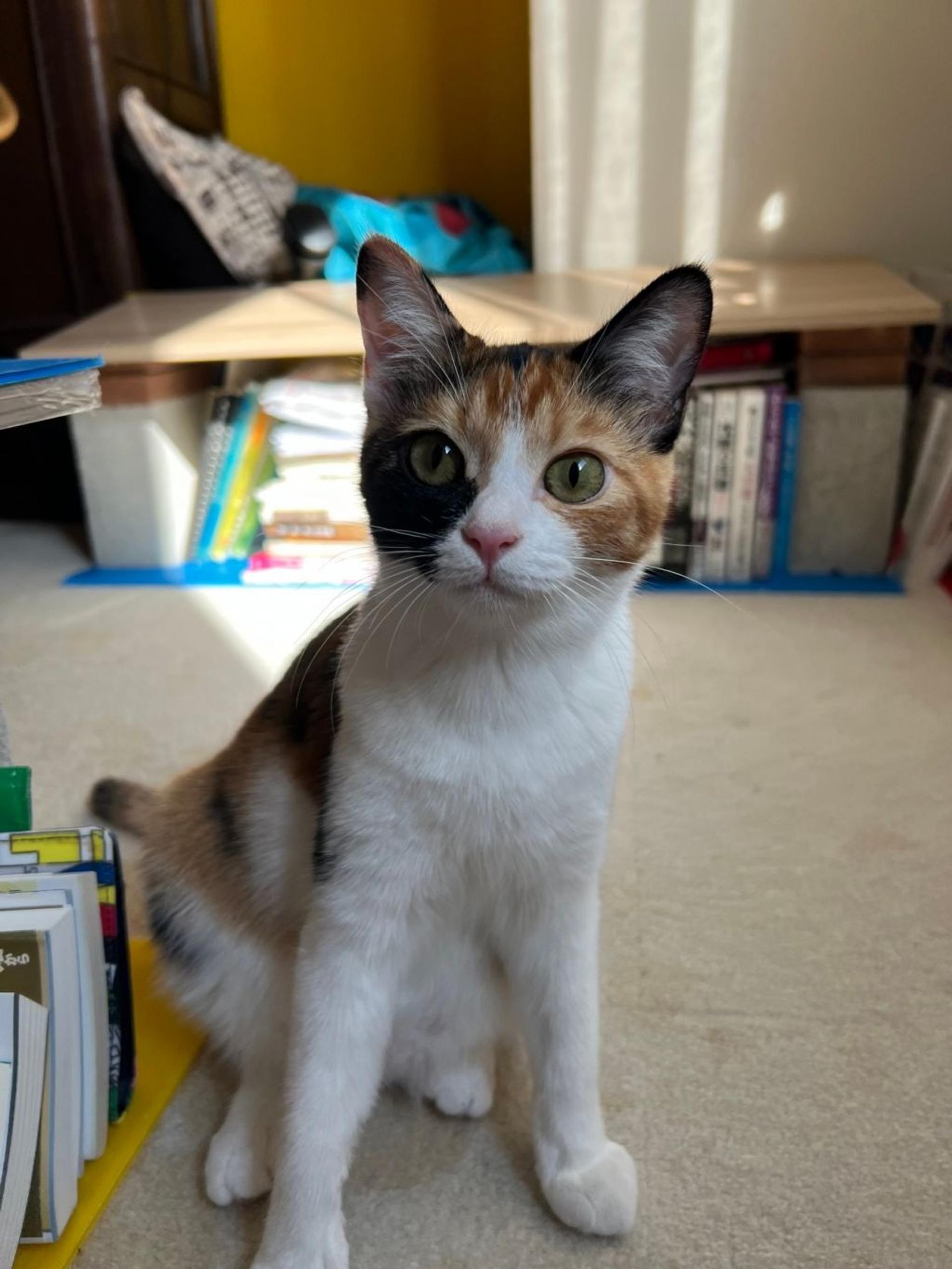 pet-image-3