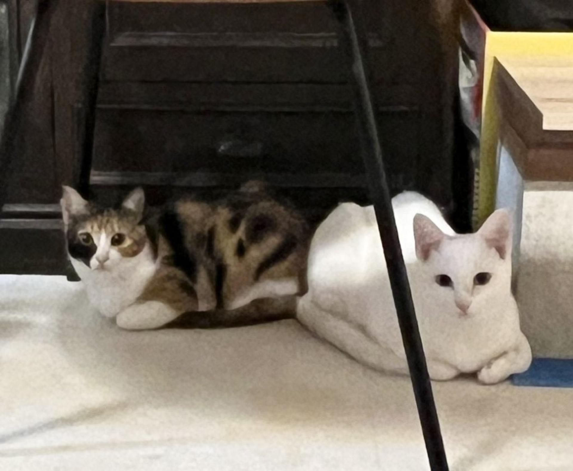 pet-image-4