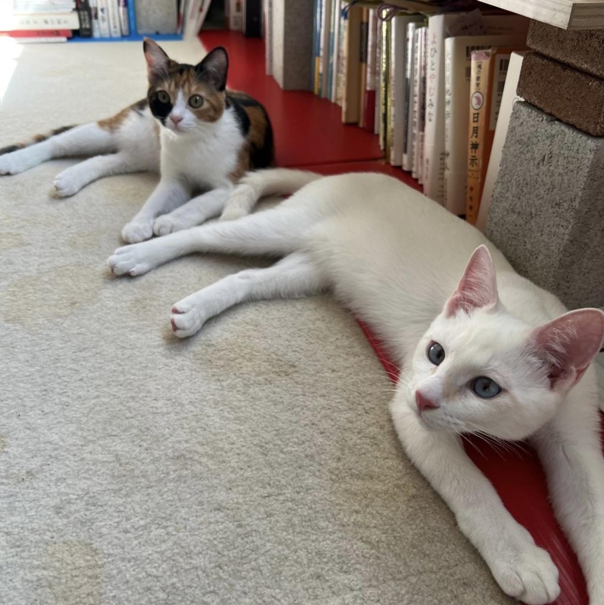 pet-image-5