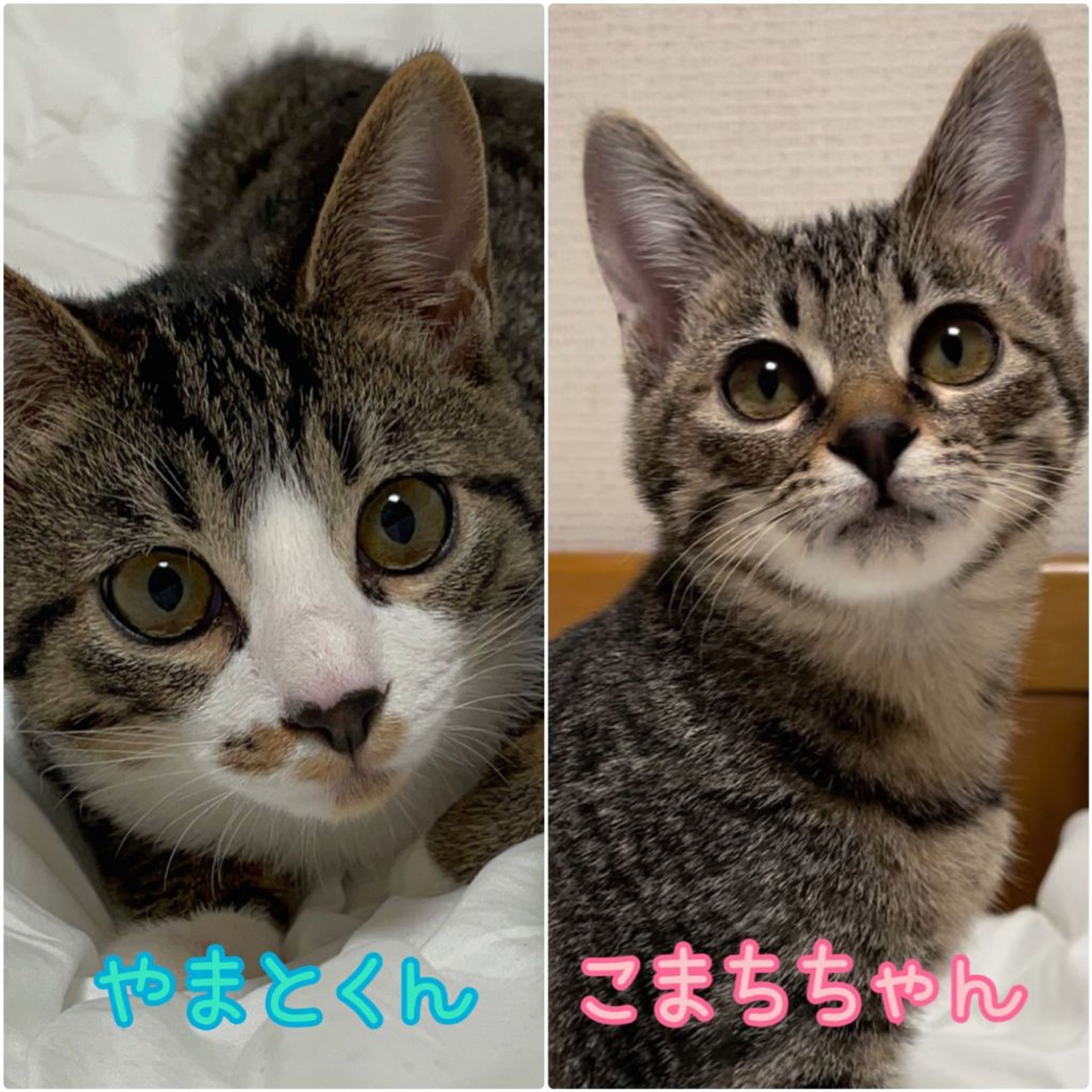 日本猫・メスの里親募集の写真
