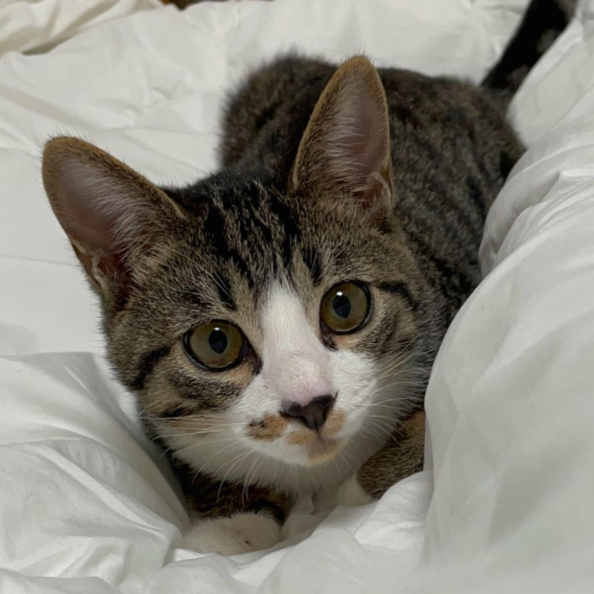 pet-image-5