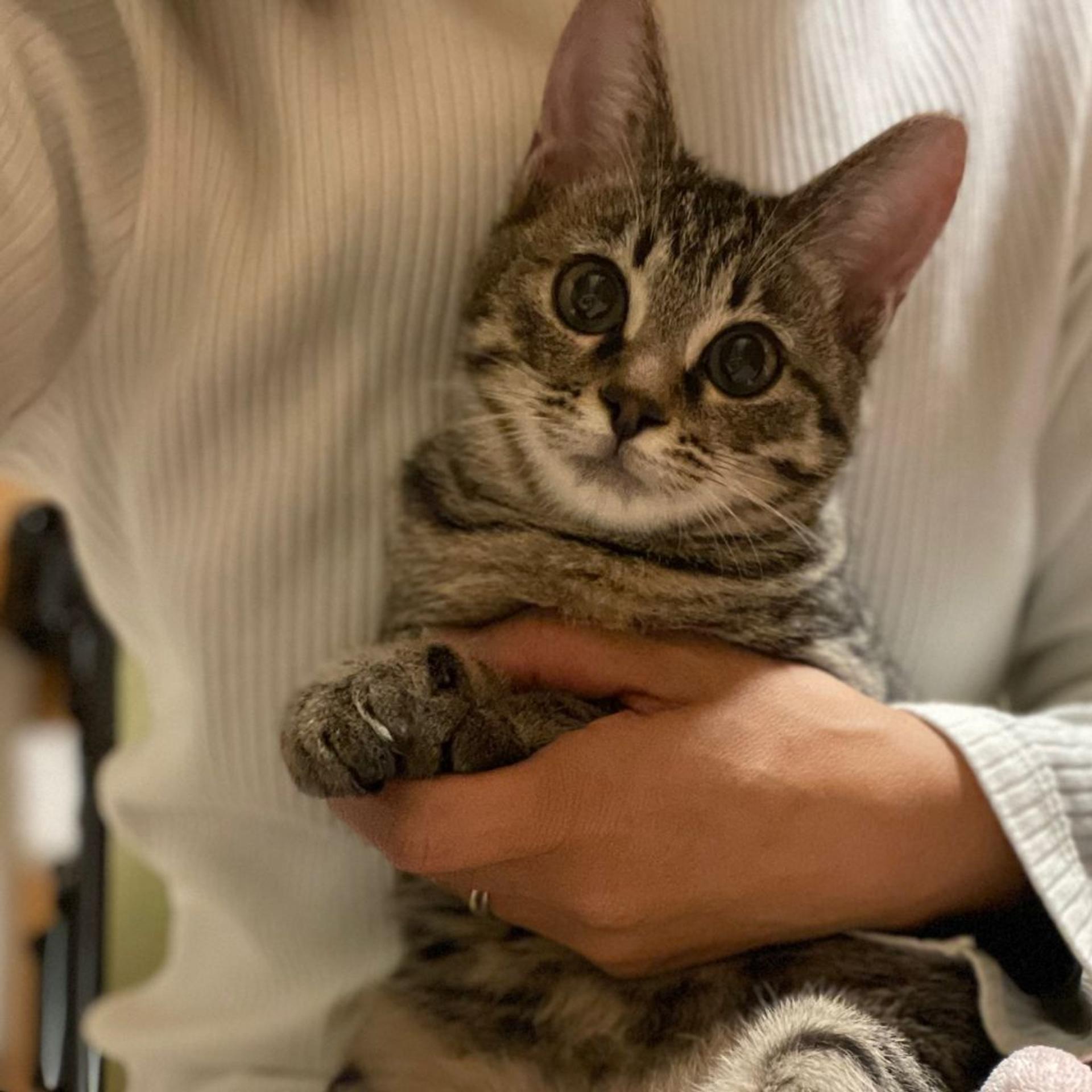 pet-image-10