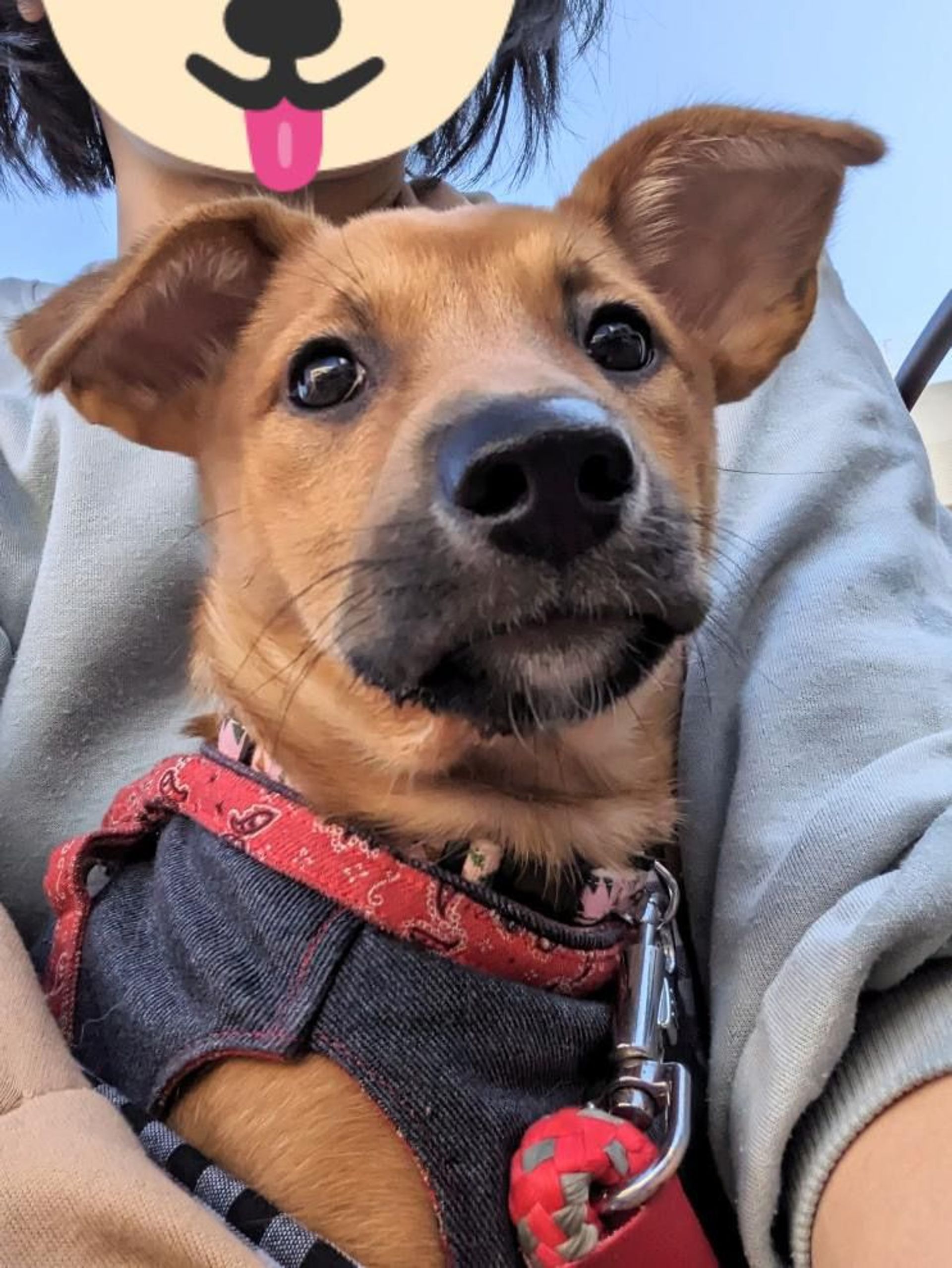 雑種（ミックス犬）・メスの里親募集の写真