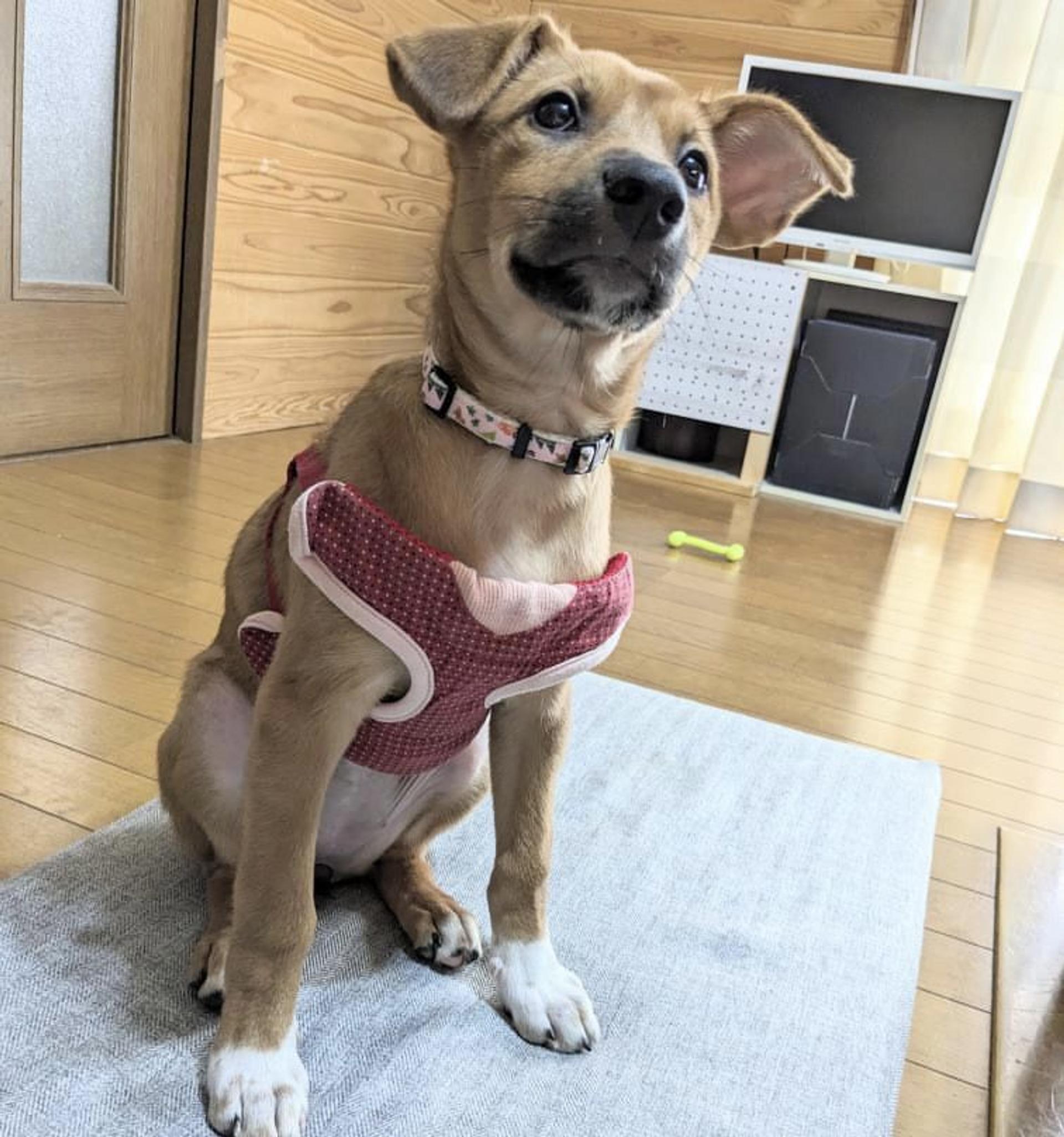 pet-image-2