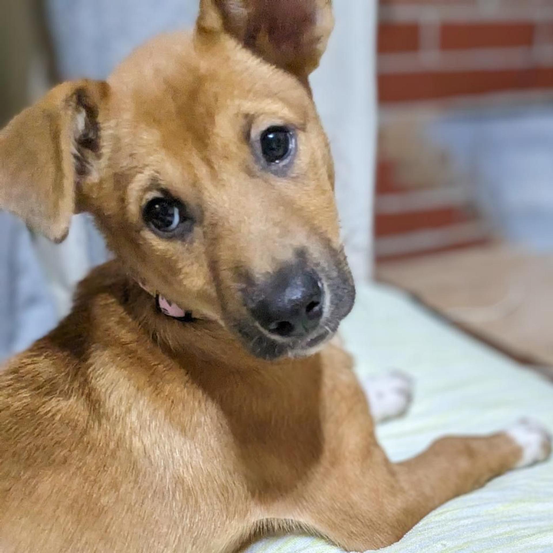 pet-image-4