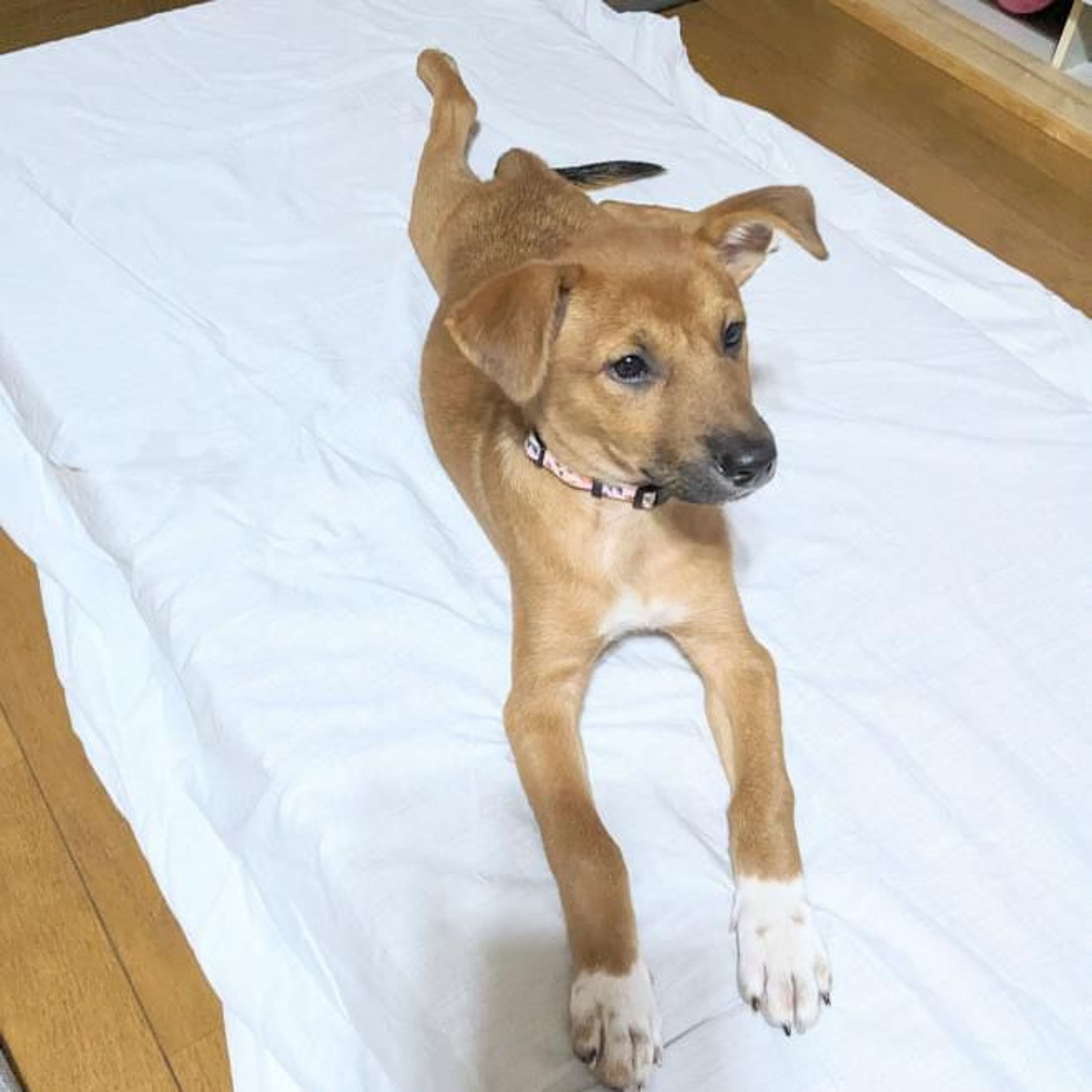 pet-image-5