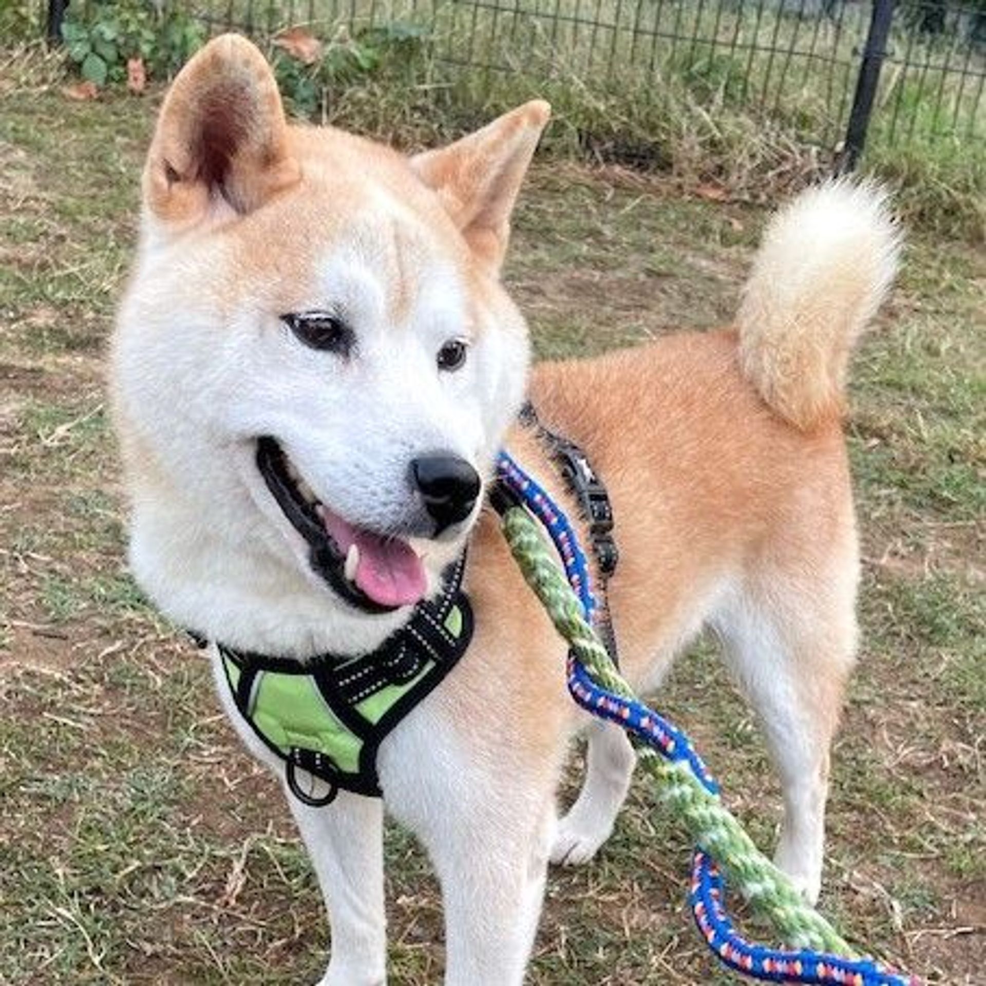 柴犬・オスの里親募集の写真