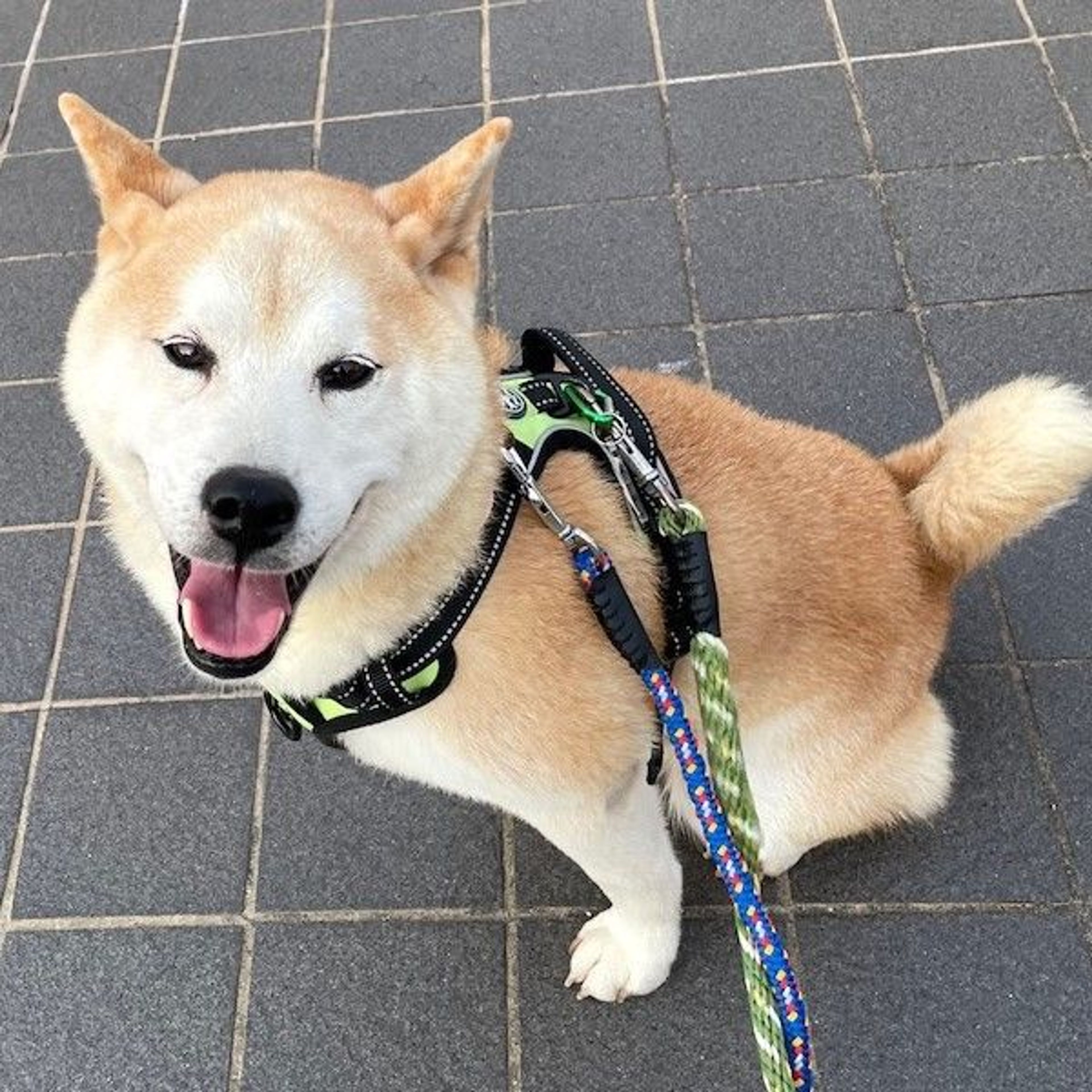 pet-image-3