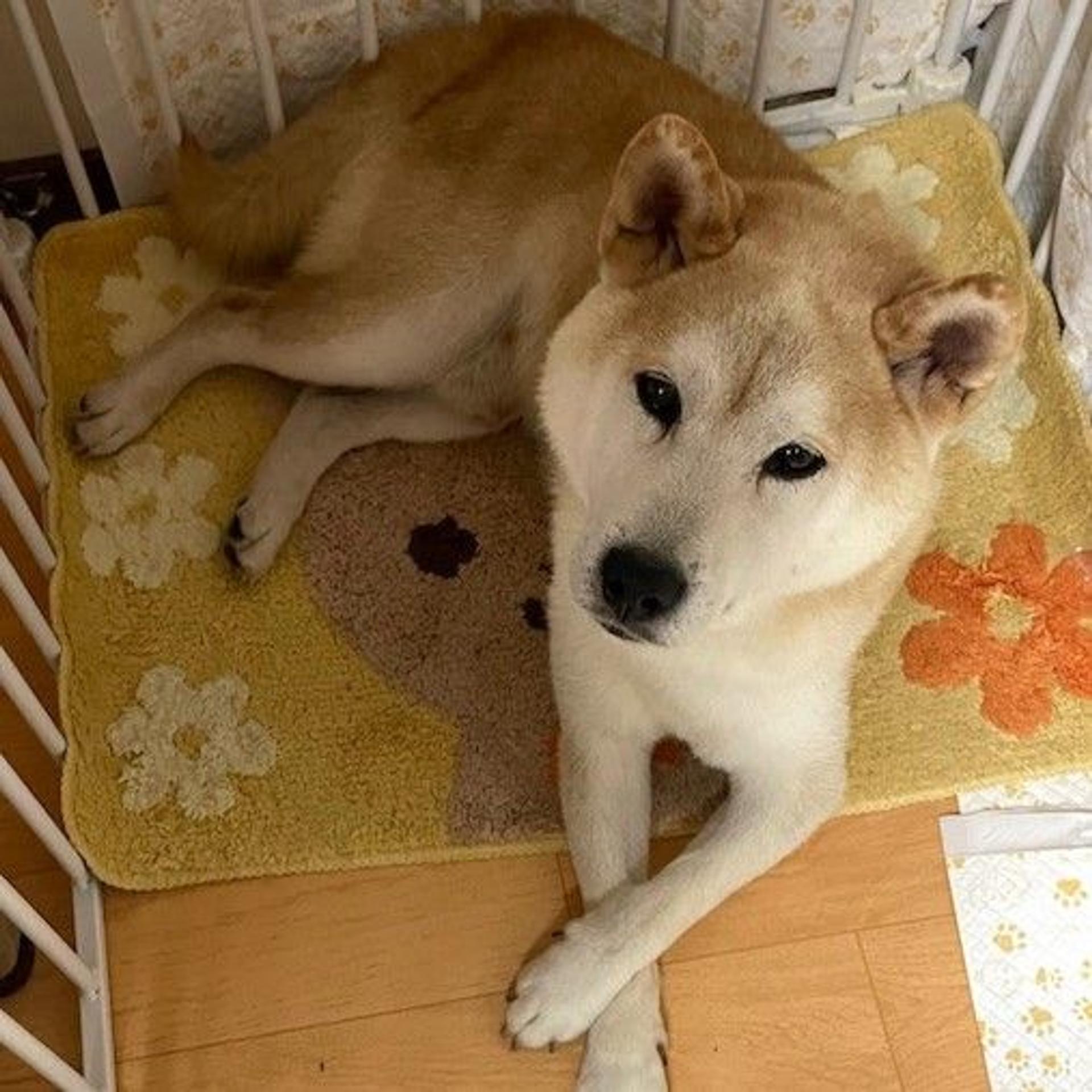 pet-image-4