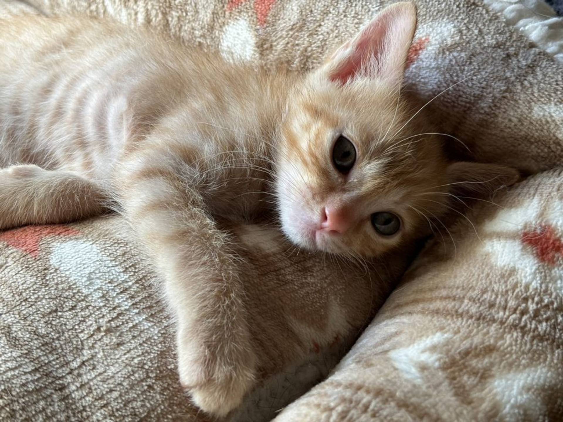 雑種（ミックス猫）・オスの里親募集の写真