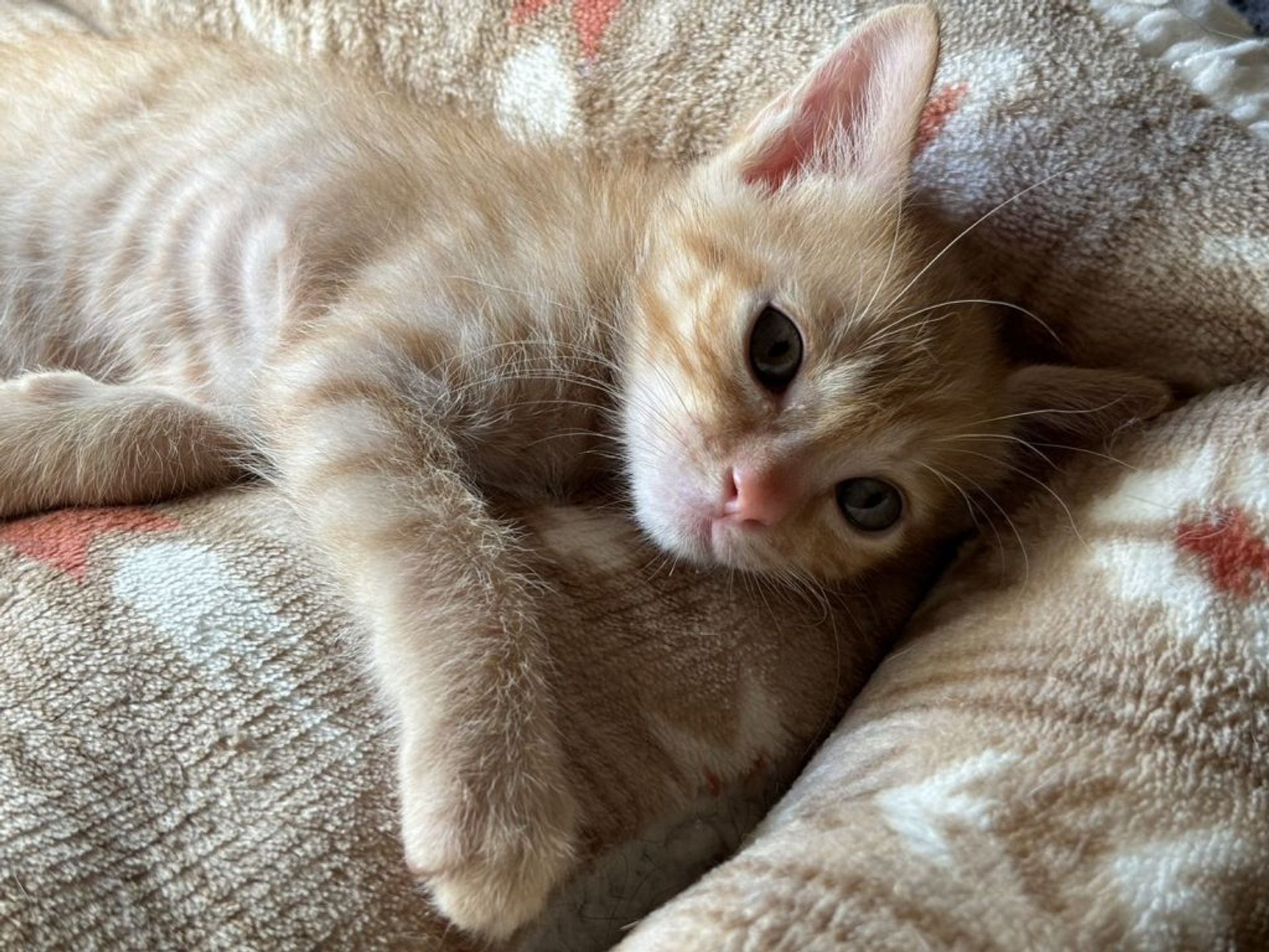 雑種（ミックス猫）・オスの里親募集の写真
