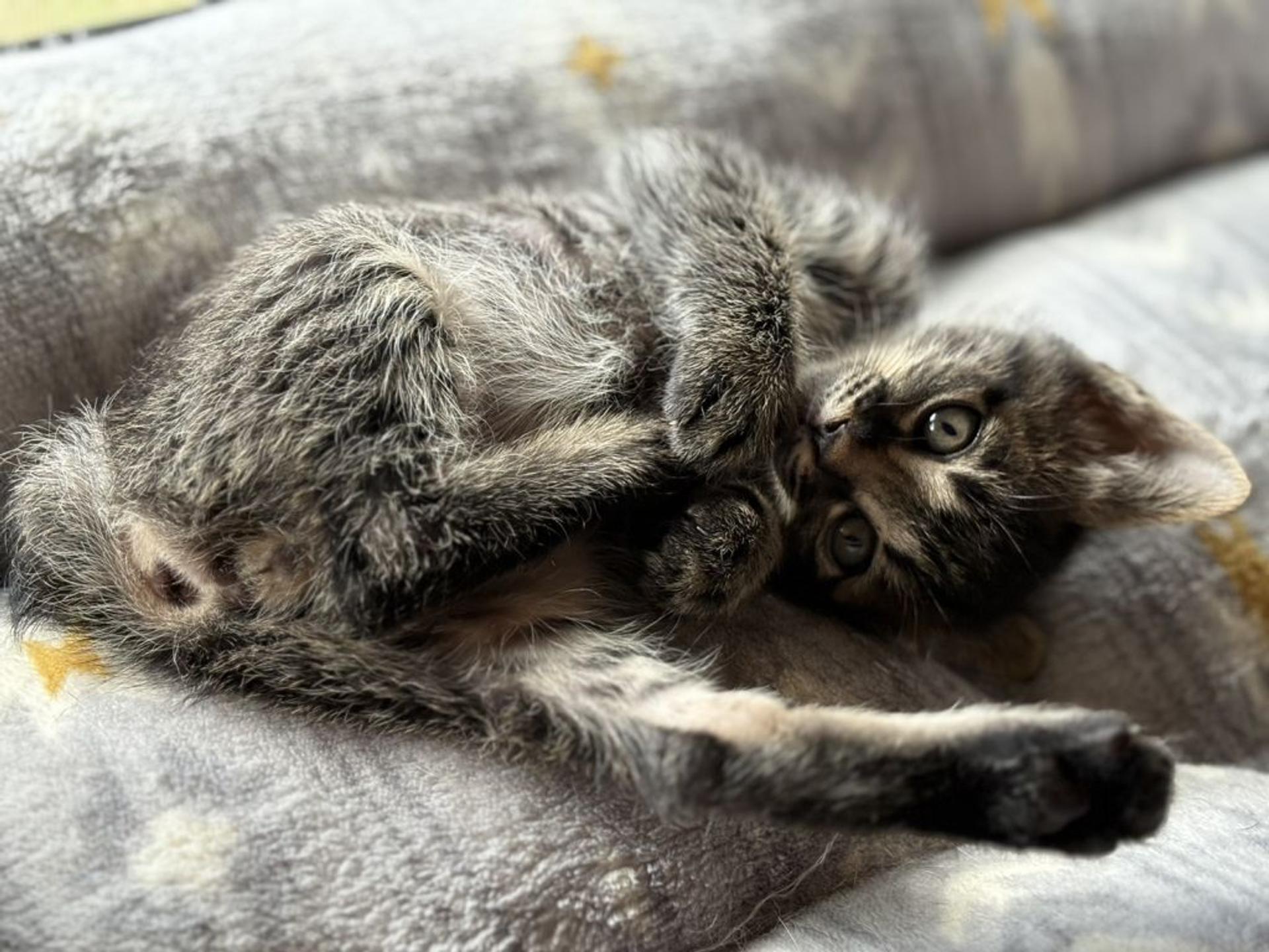 pet-image-2