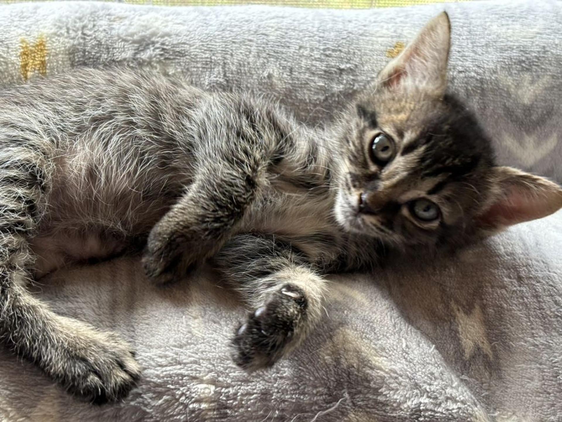 pet-image-3