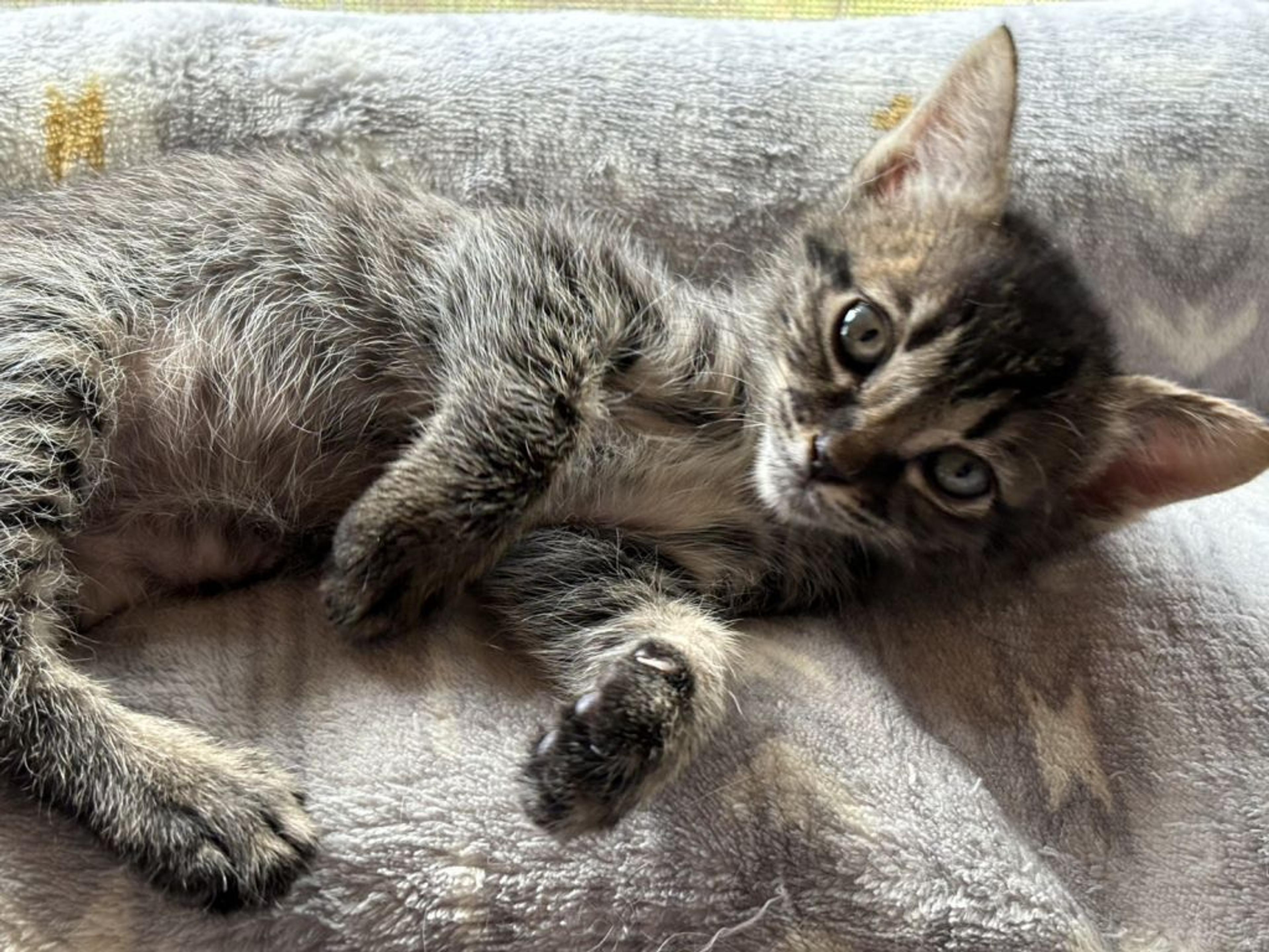 pet-image-3