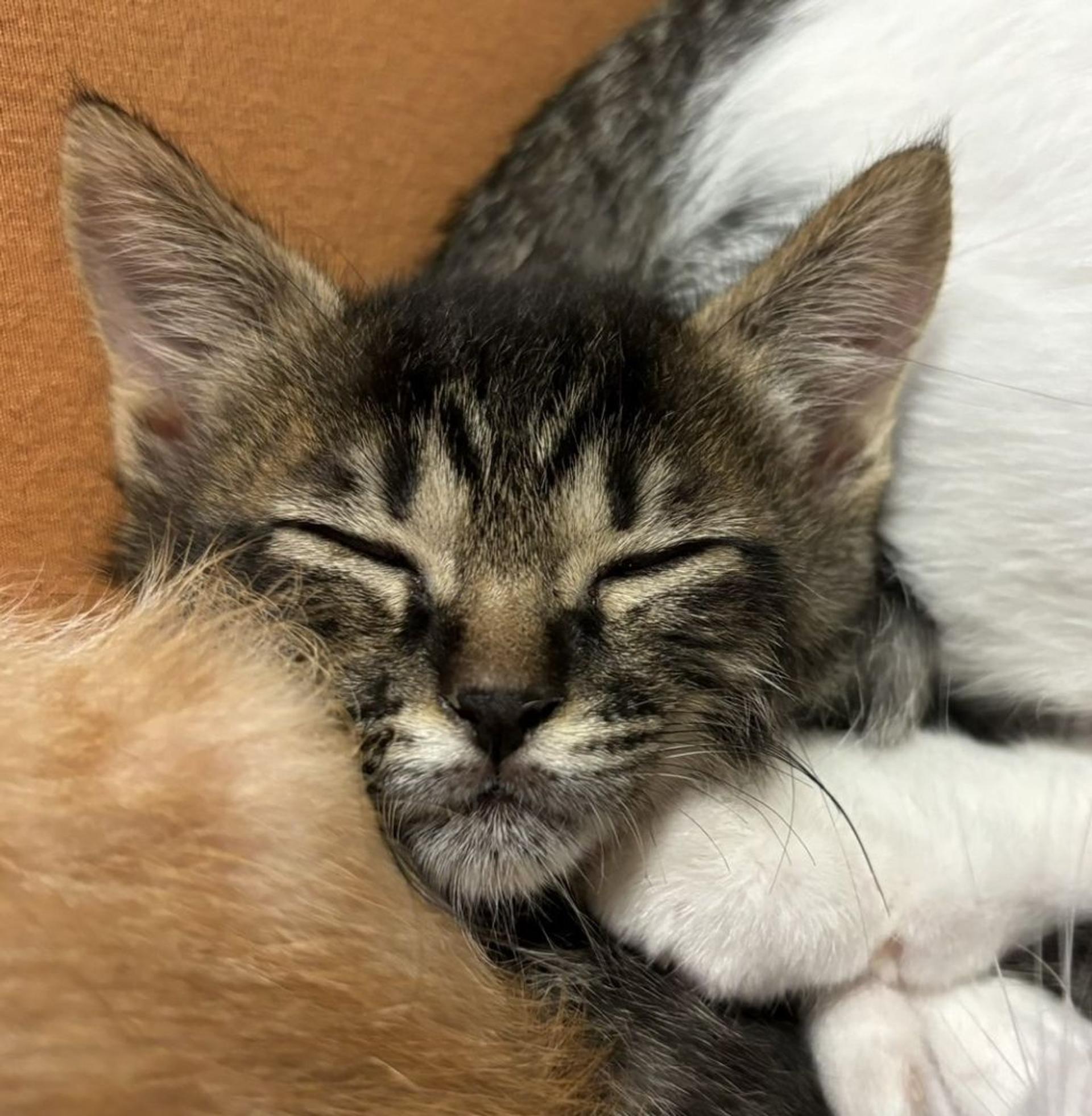 pet-image-4