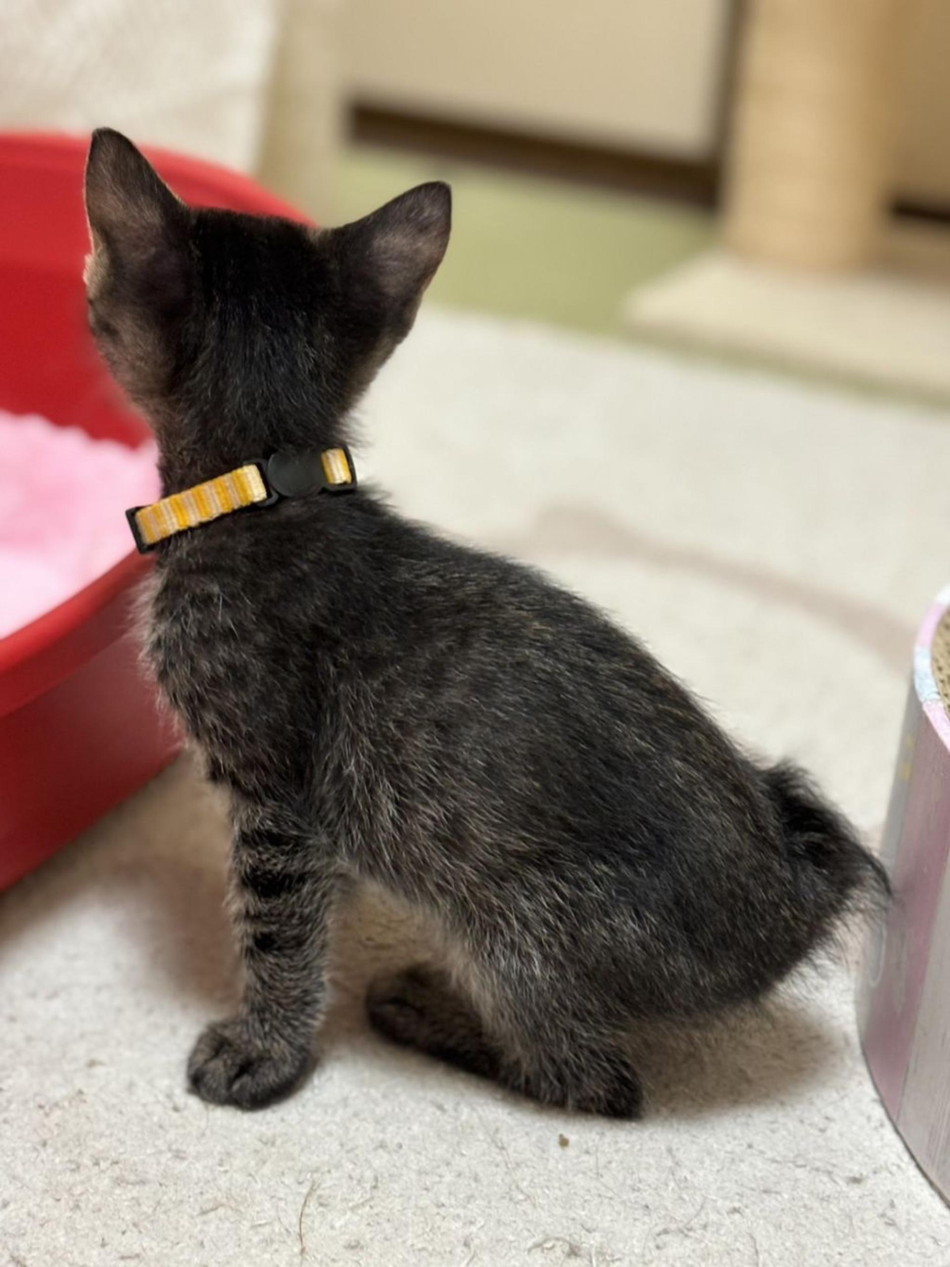 pet-image-5