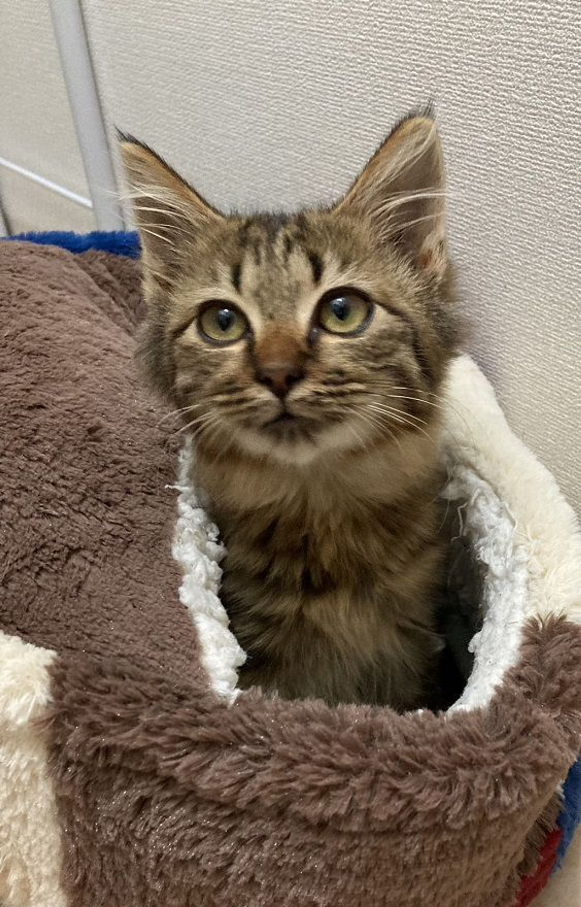 雑種（ミックス猫）・オスの里親募集の写真
