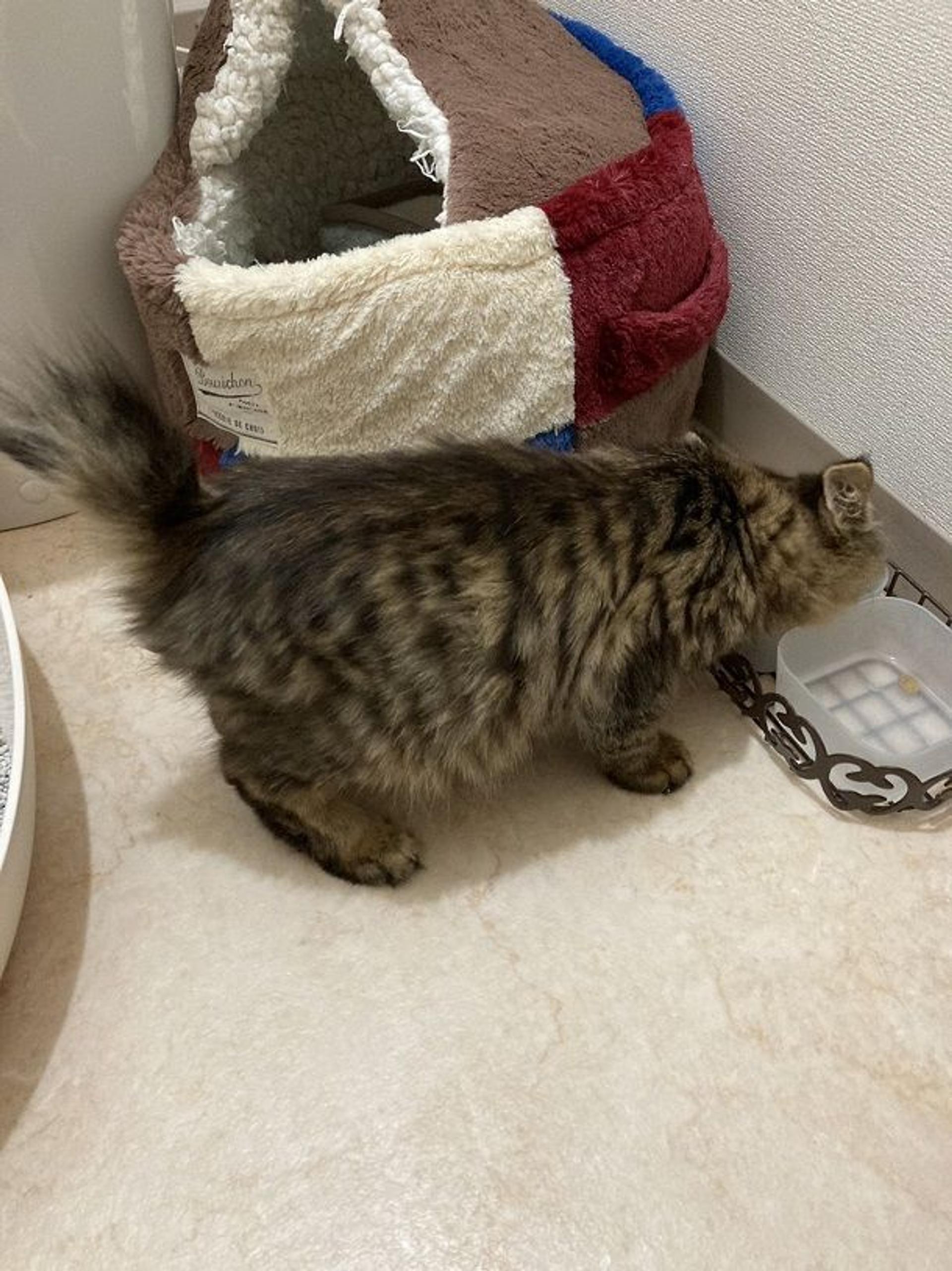 pet-image-2