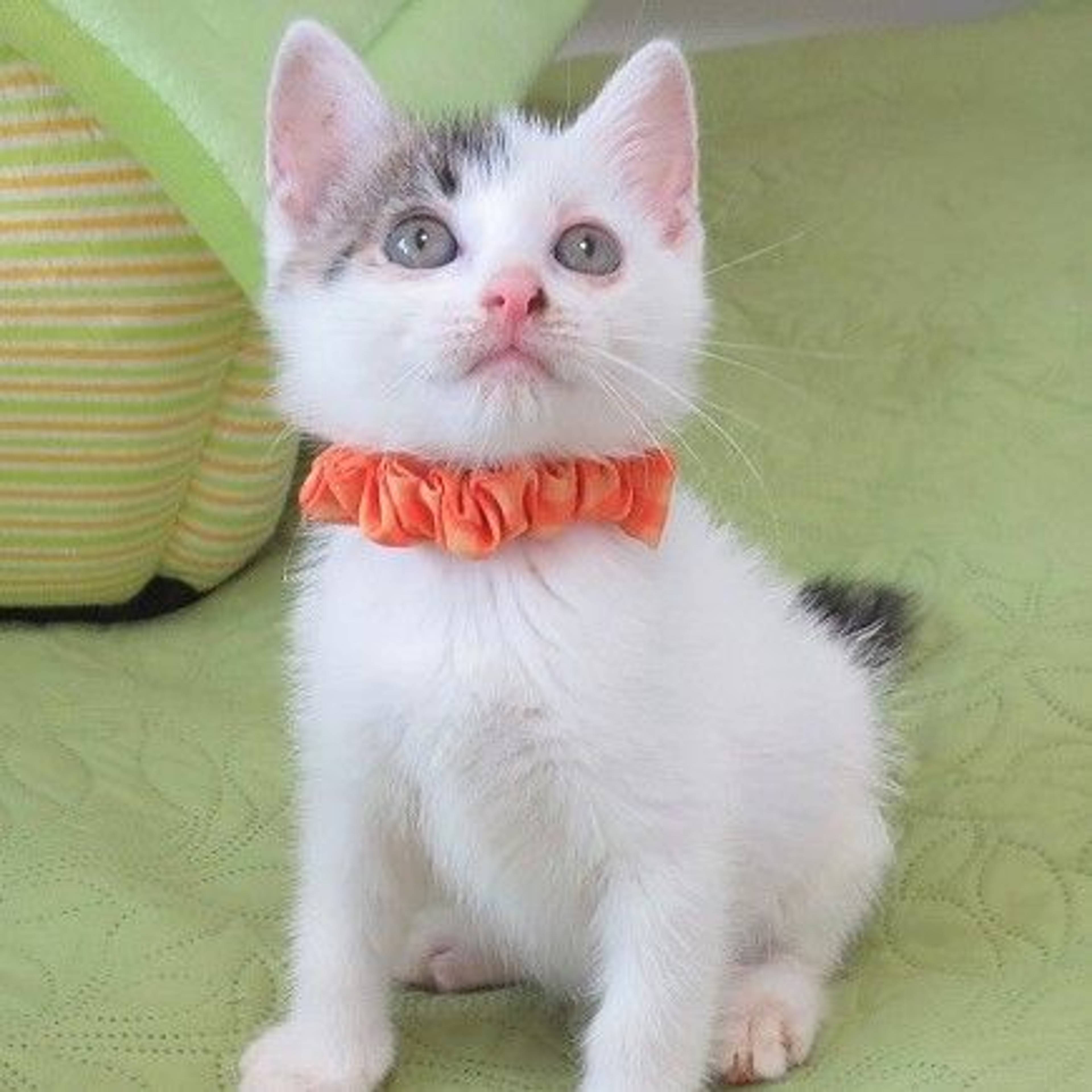 雑種（ミックス猫）・オスの里親募集の写真