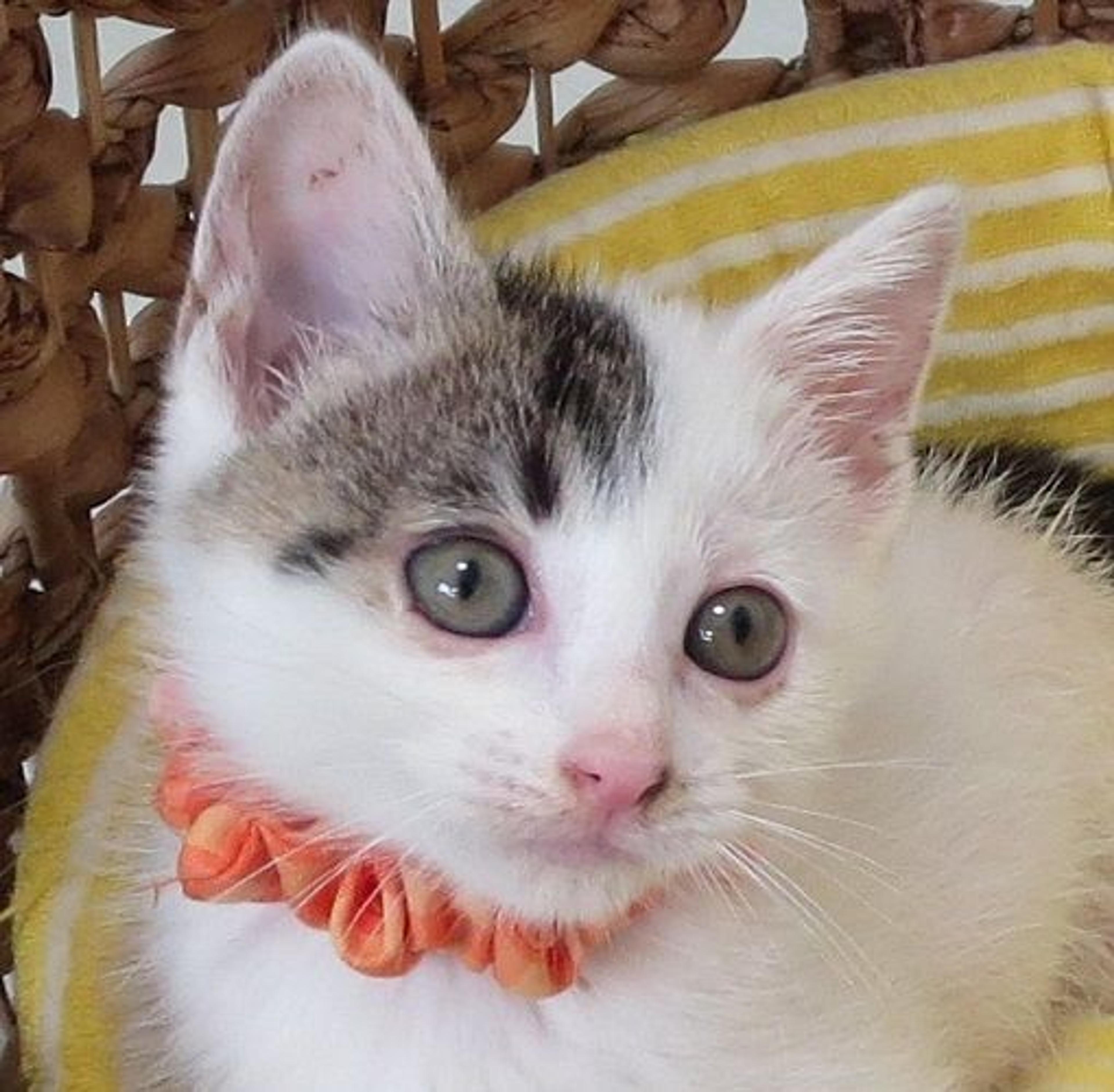 pet-image-2