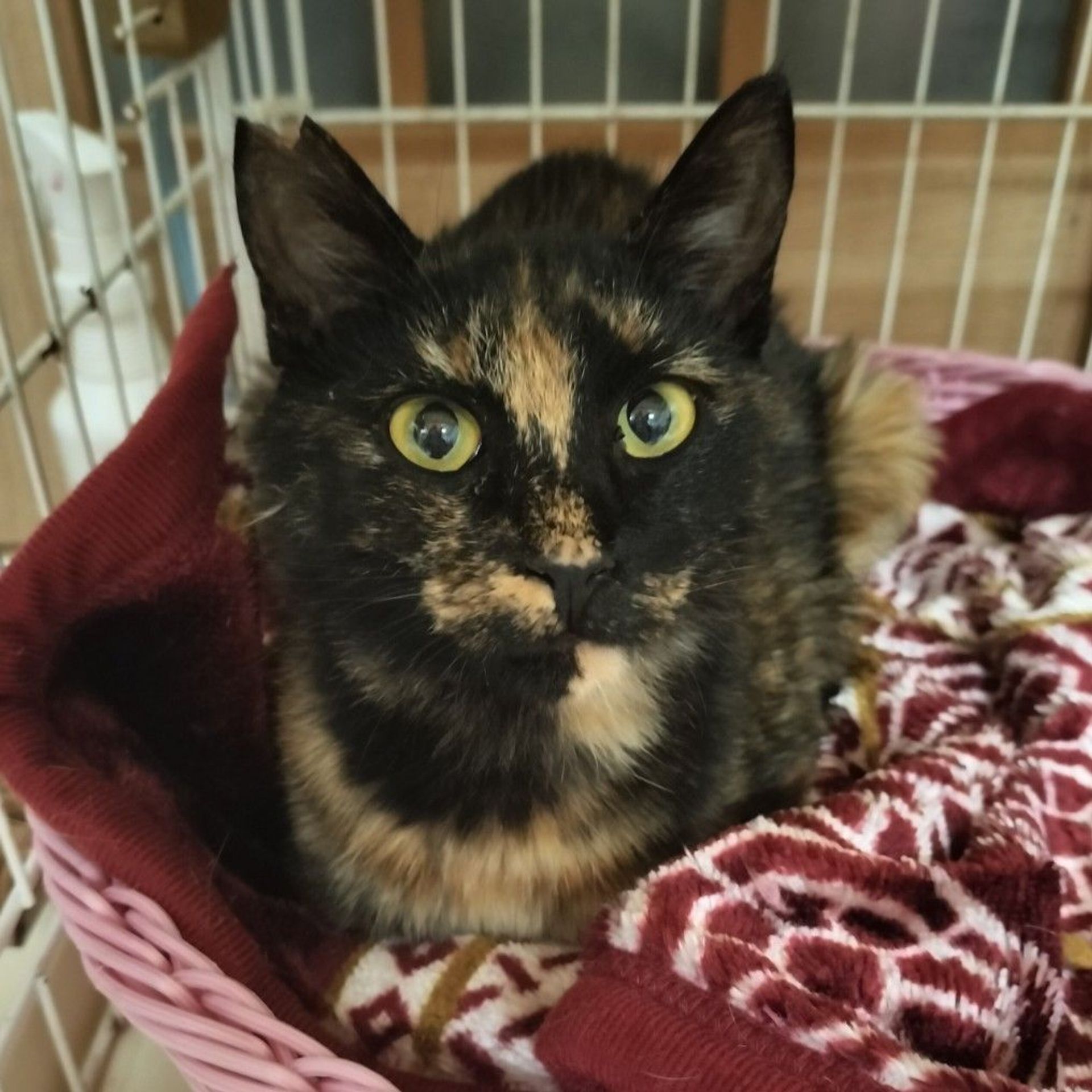 雑種（ミックス猫）・メスの里親募集の写真