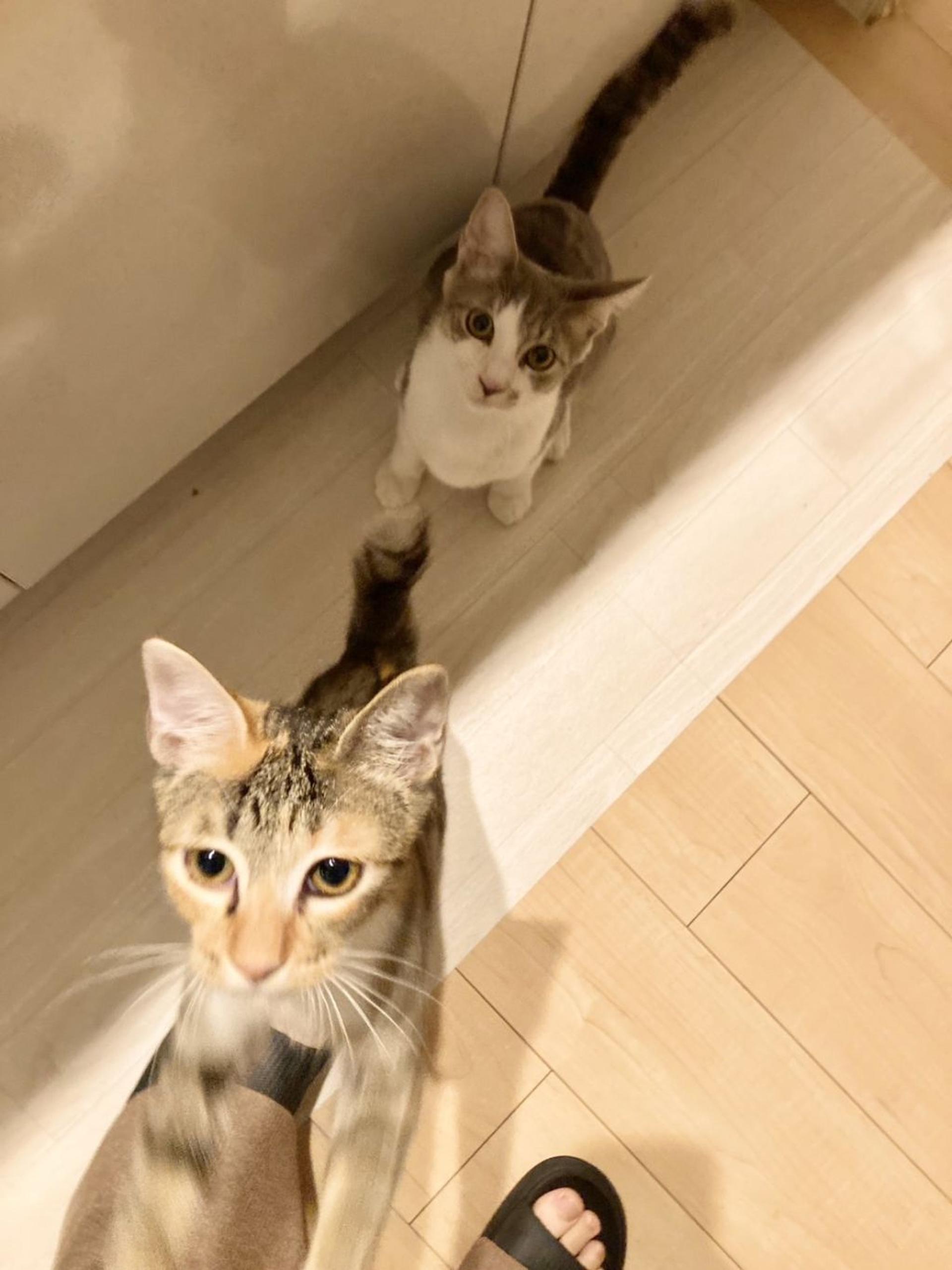 pet-image-8