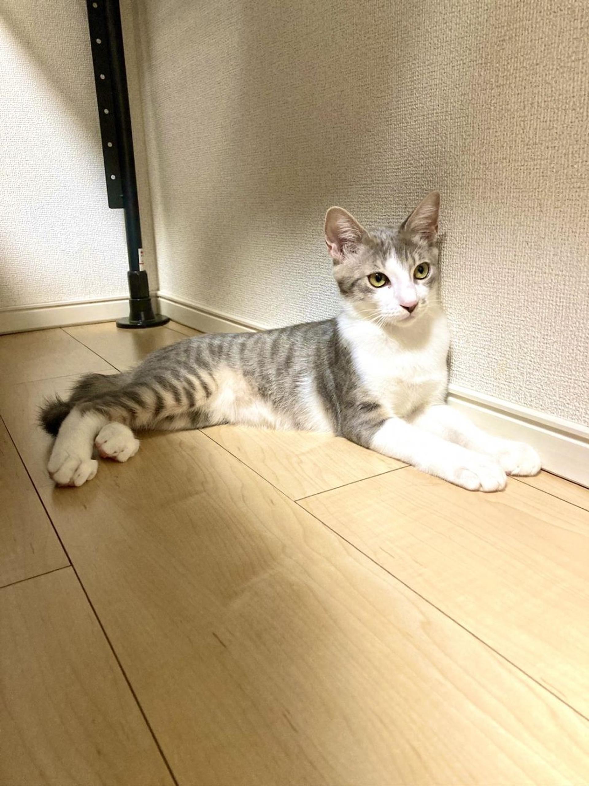 pet-image-5