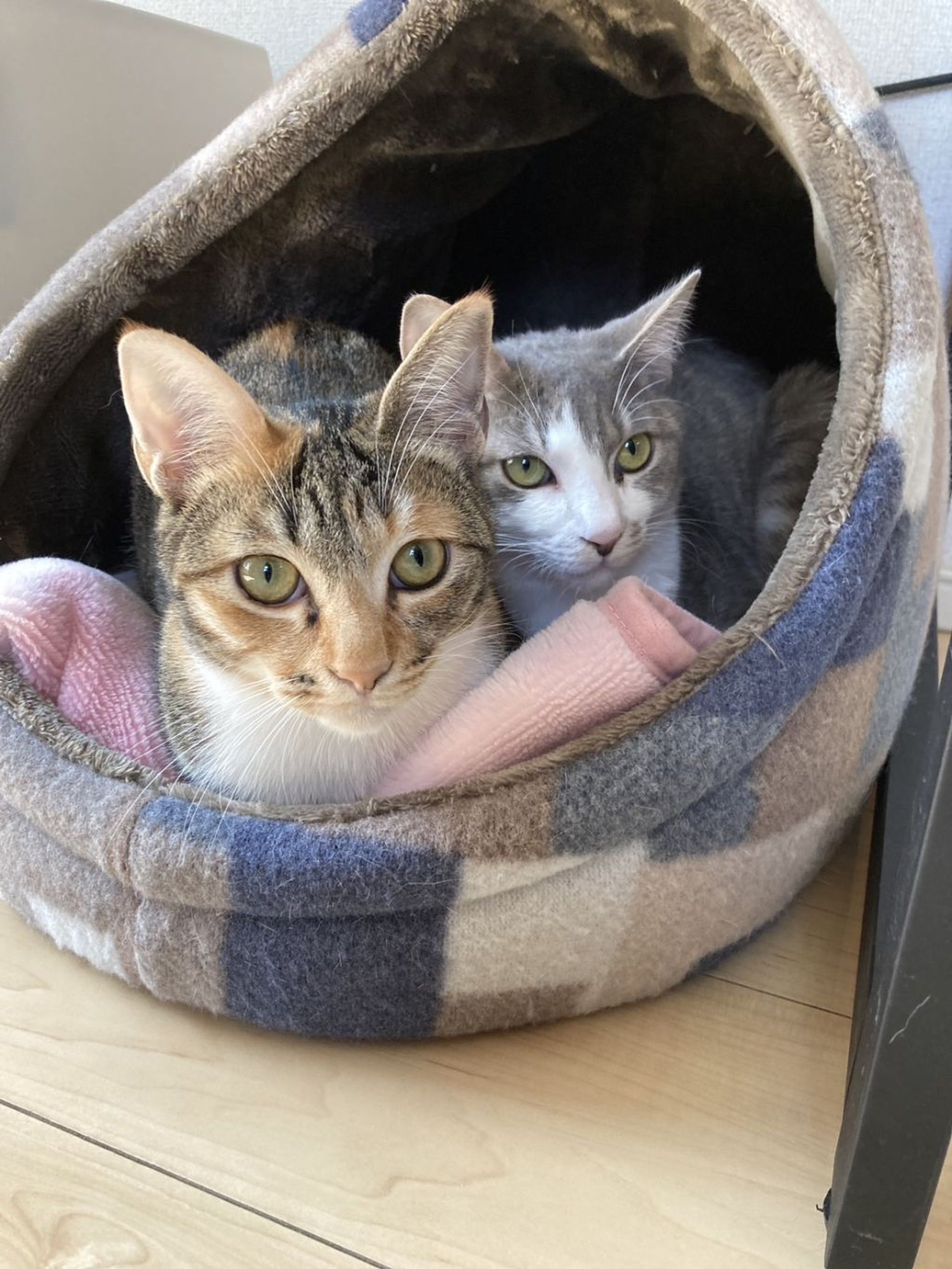 雑種（ミックス猫）・メスの里親募集の写真