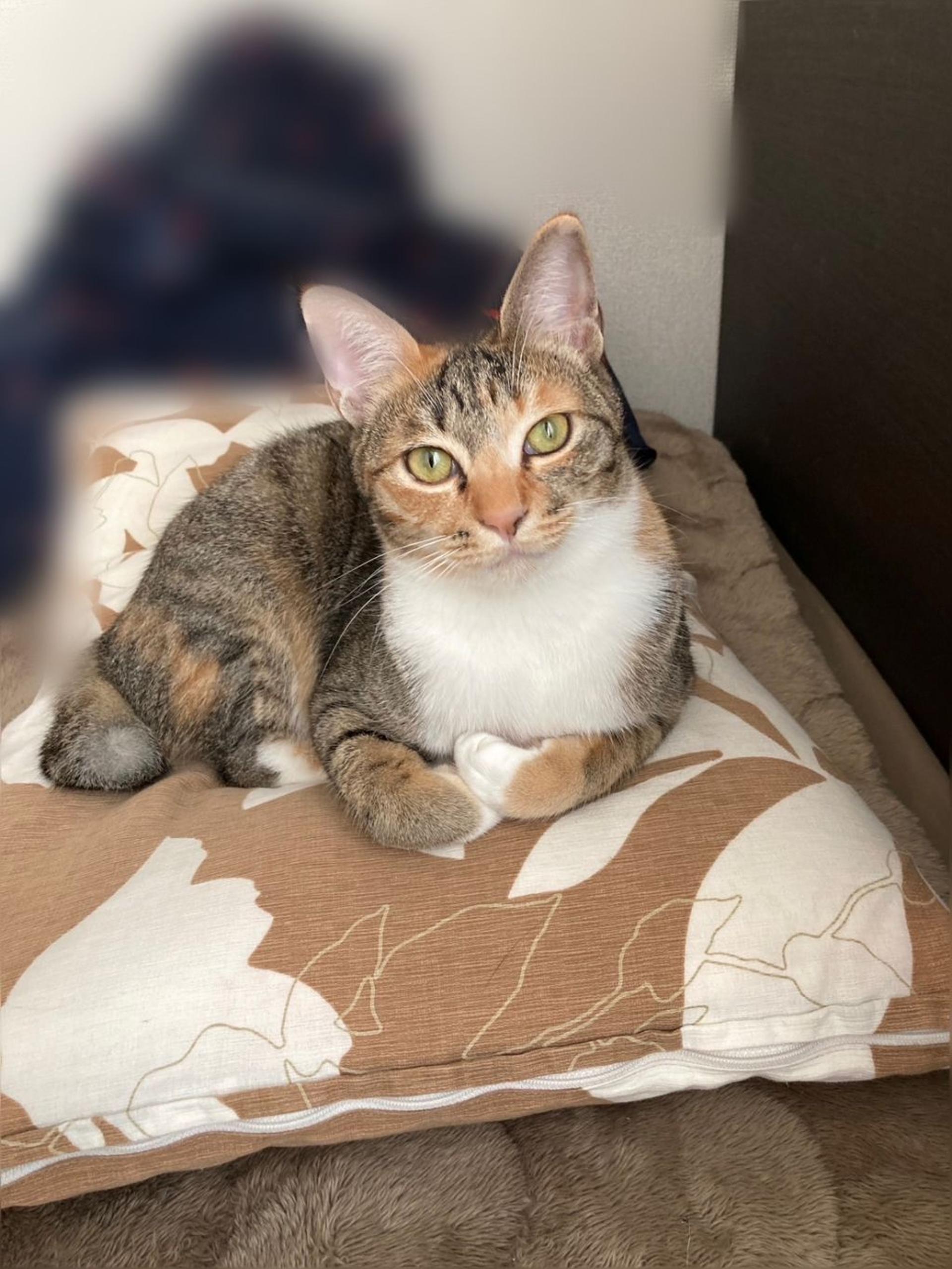 pet-image-4