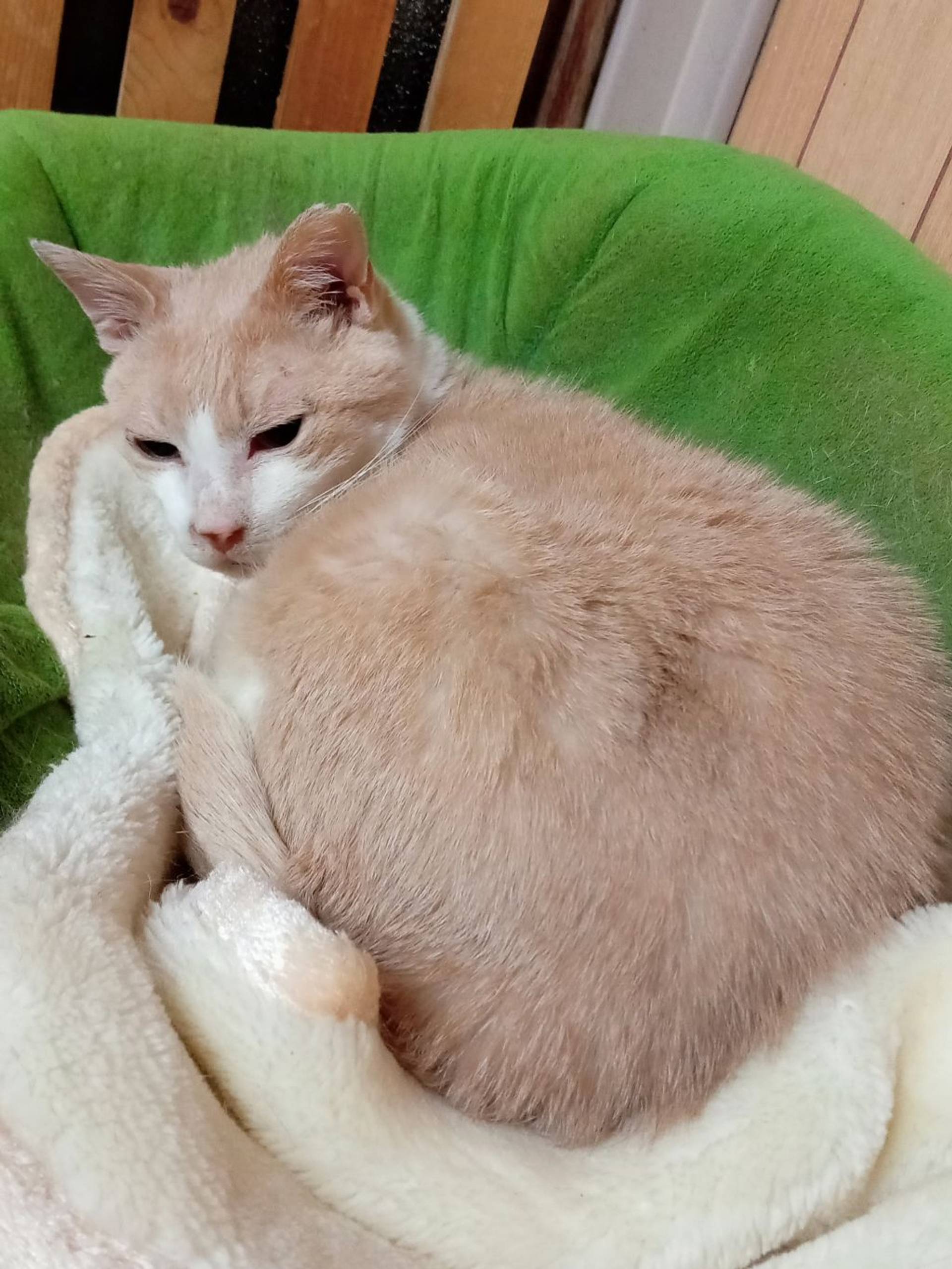 雑種（ミックス猫）・メスの里親募集の写真