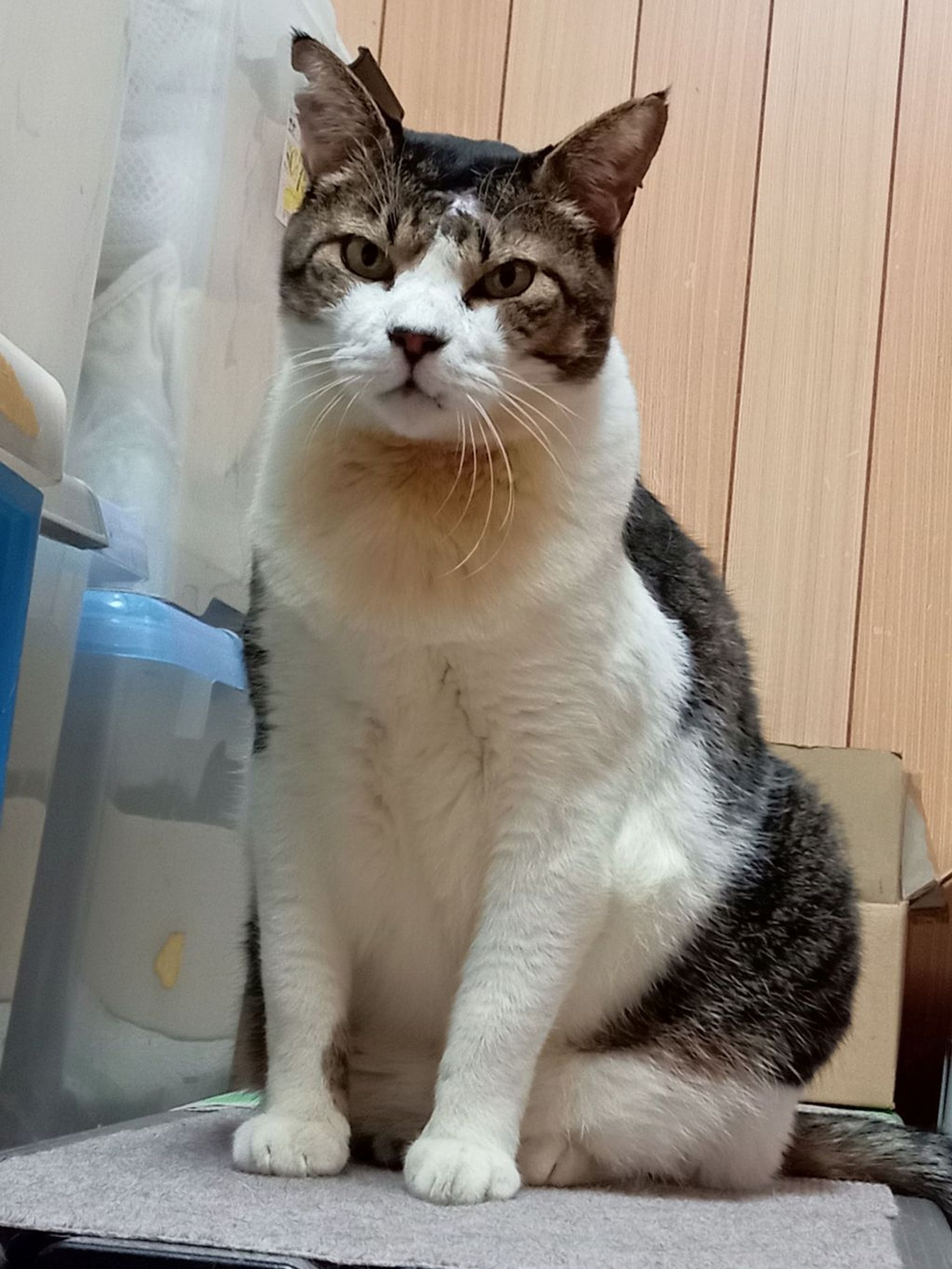 雑種（ミックス猫）・メスの里親募集の写真