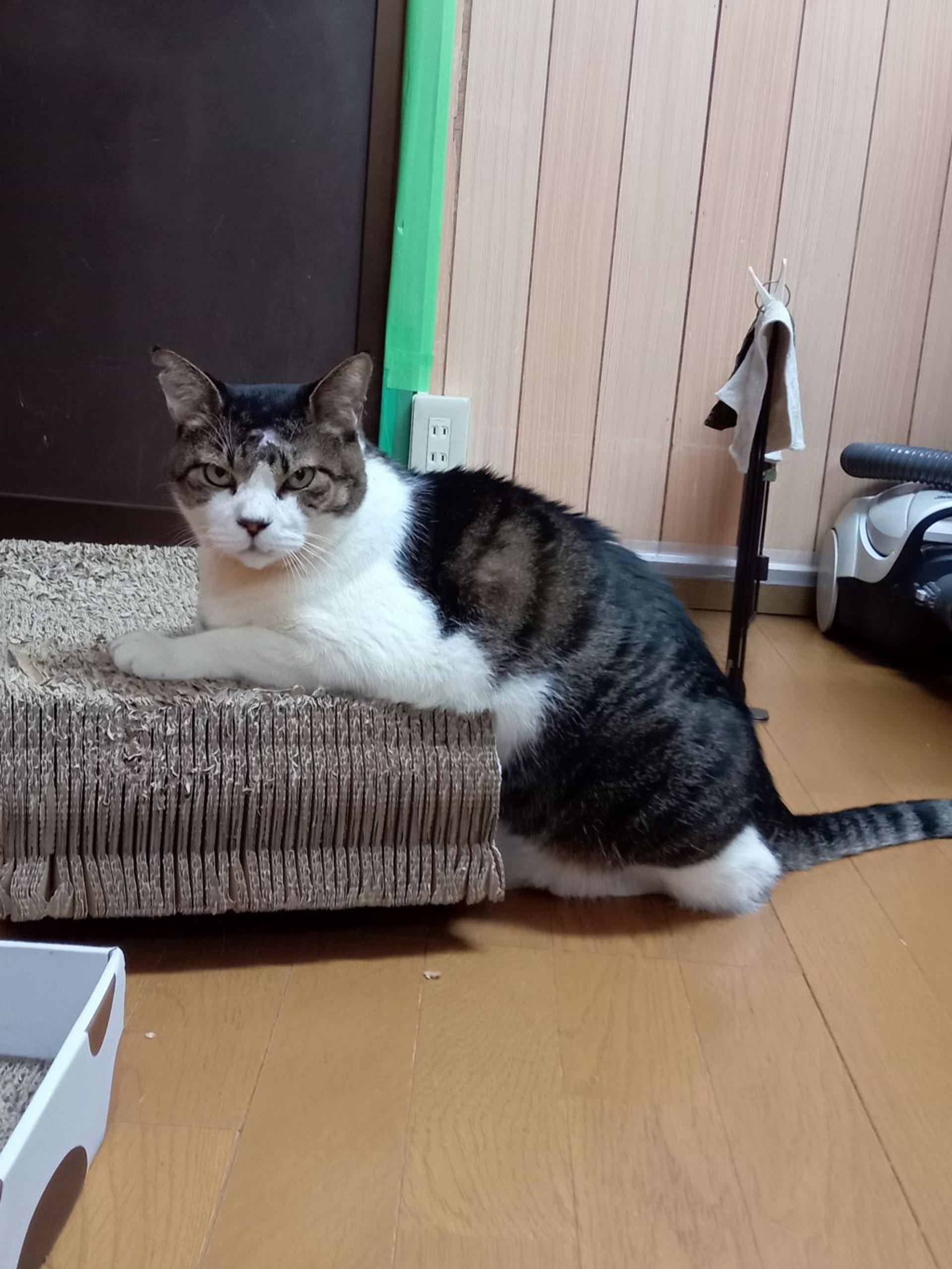 pet-image-3
