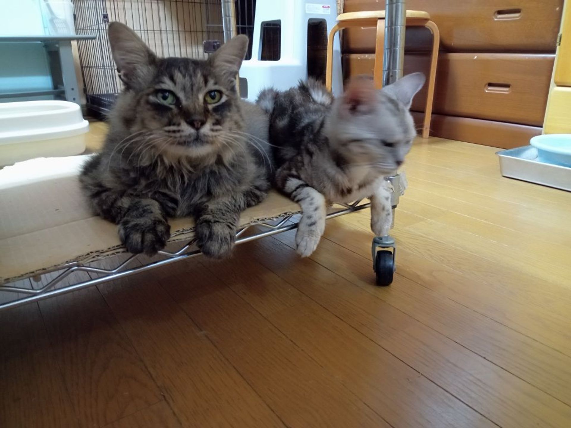雑種（ミックス猫）・オスの里親募集の写真