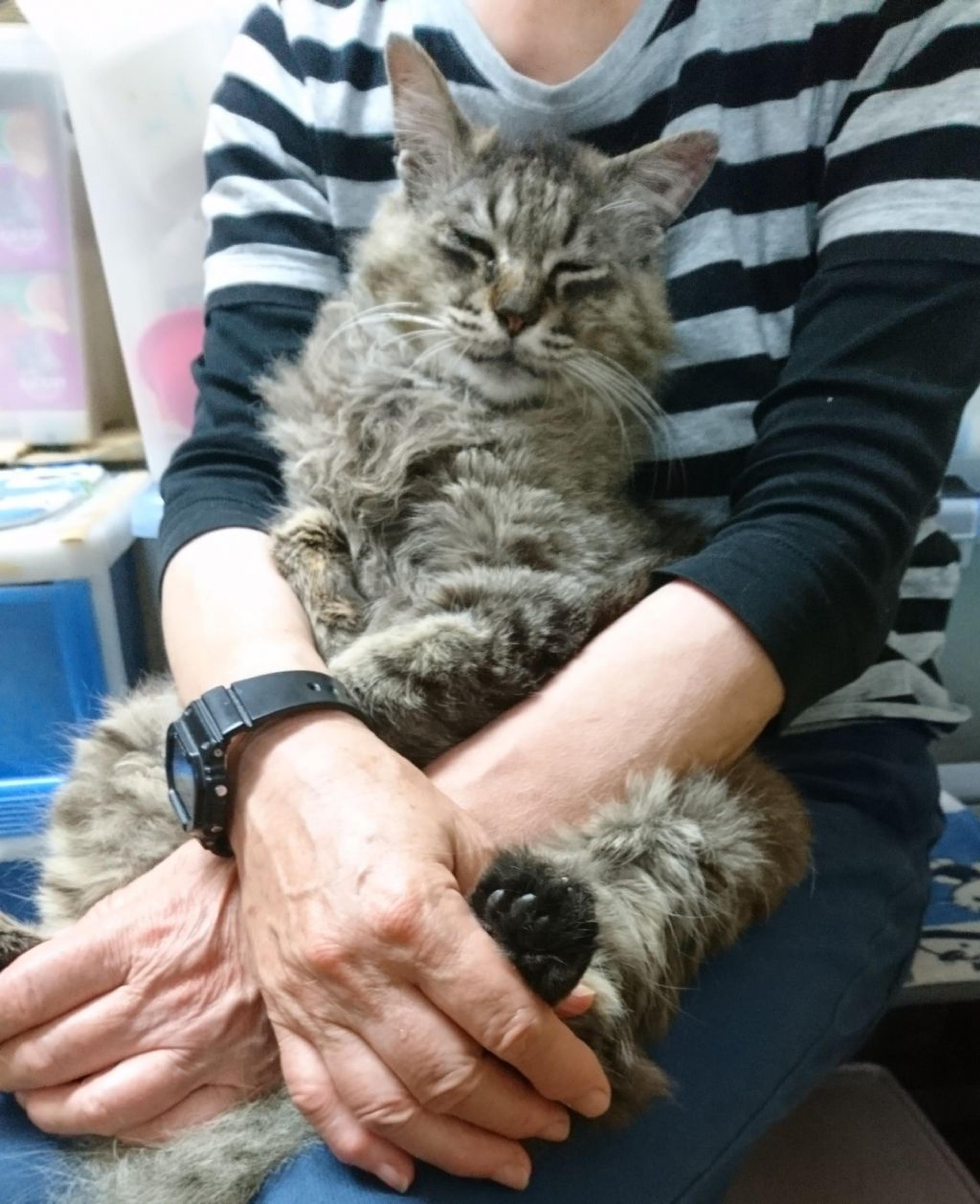 pet-image-2