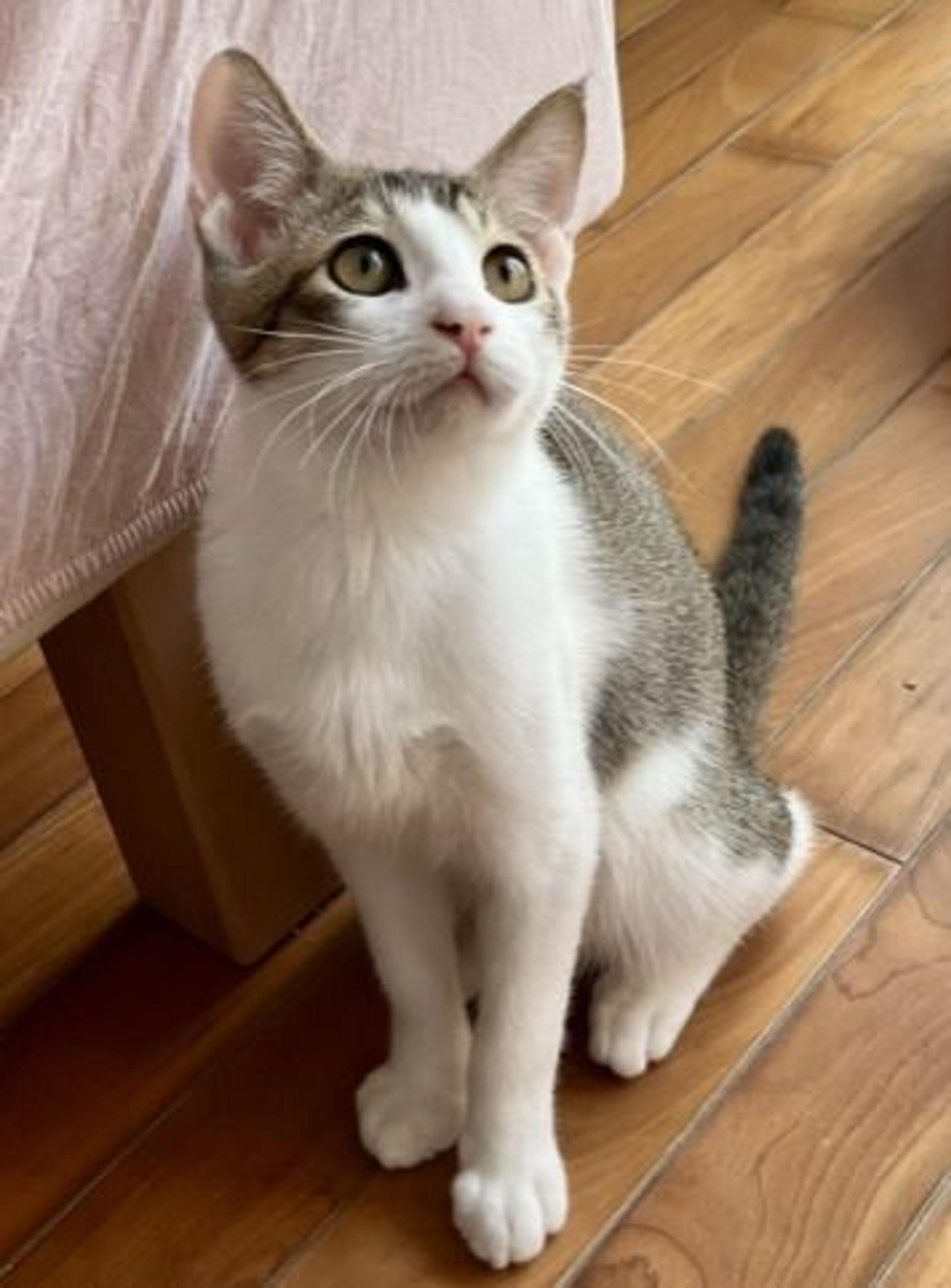 pet-image-4