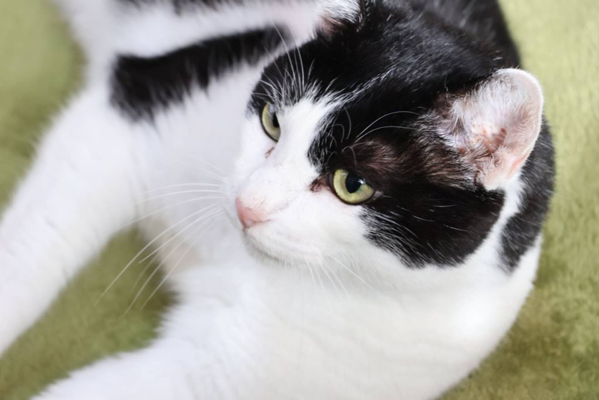 雑種（ミックス猫）・メスの里親募集の写真