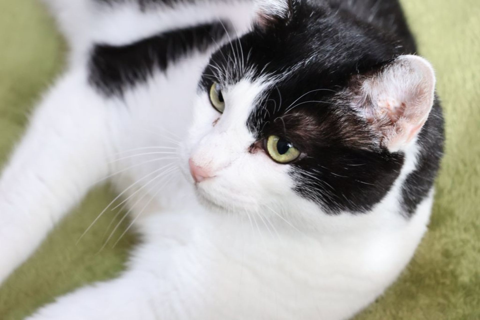 雑種（ミックス猫）・メスの里親募集の写真