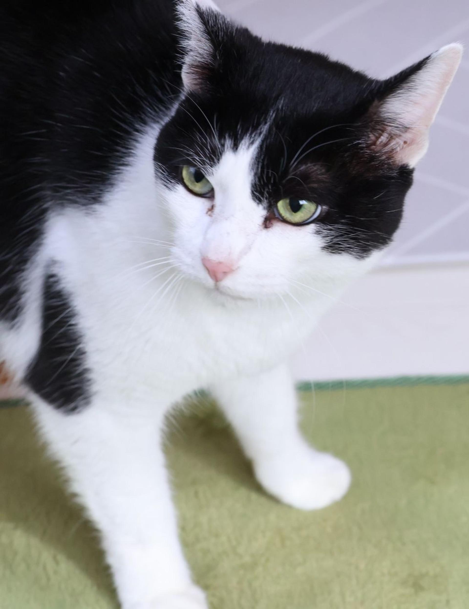 pet-image-2