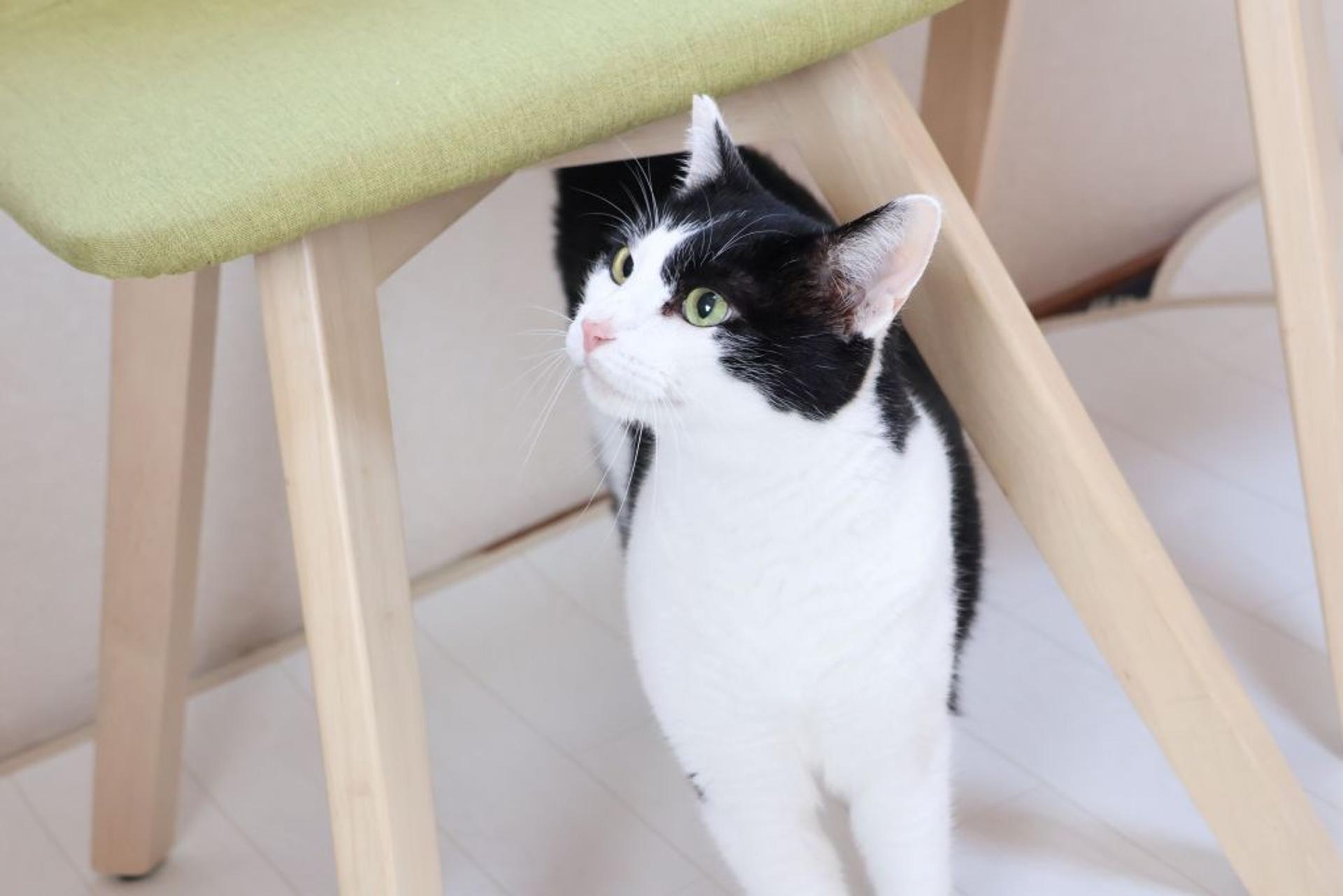 pet-image-4