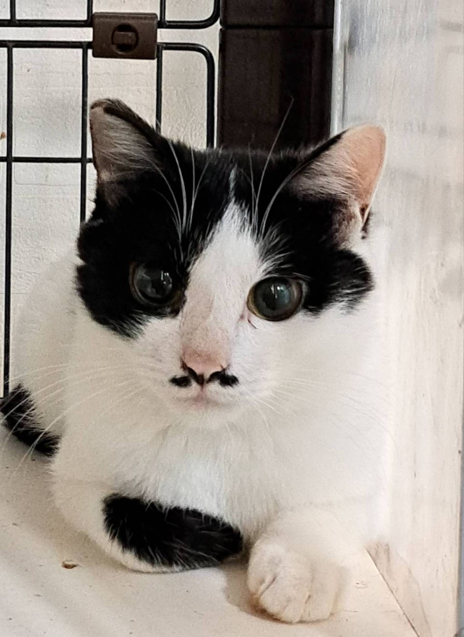 雑種（ミックス猫）・オスの里親募集の写真