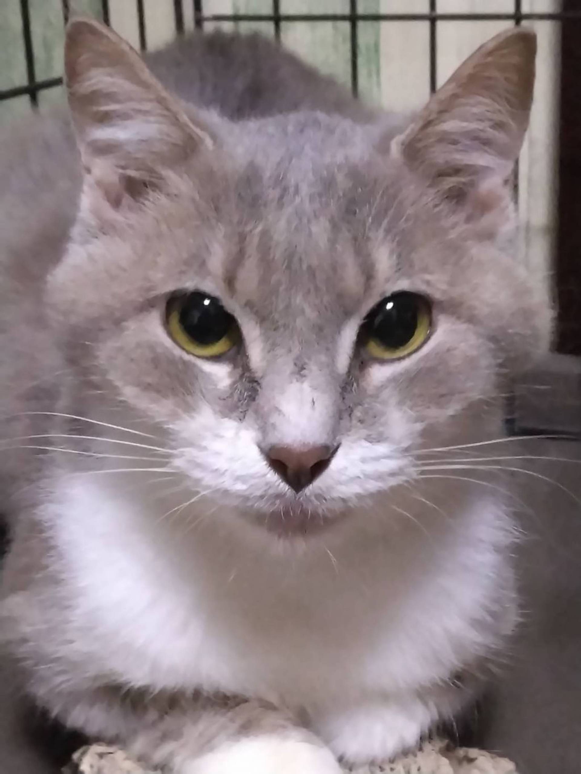 雑種（ミックス猫）・メスの里親募集の写真