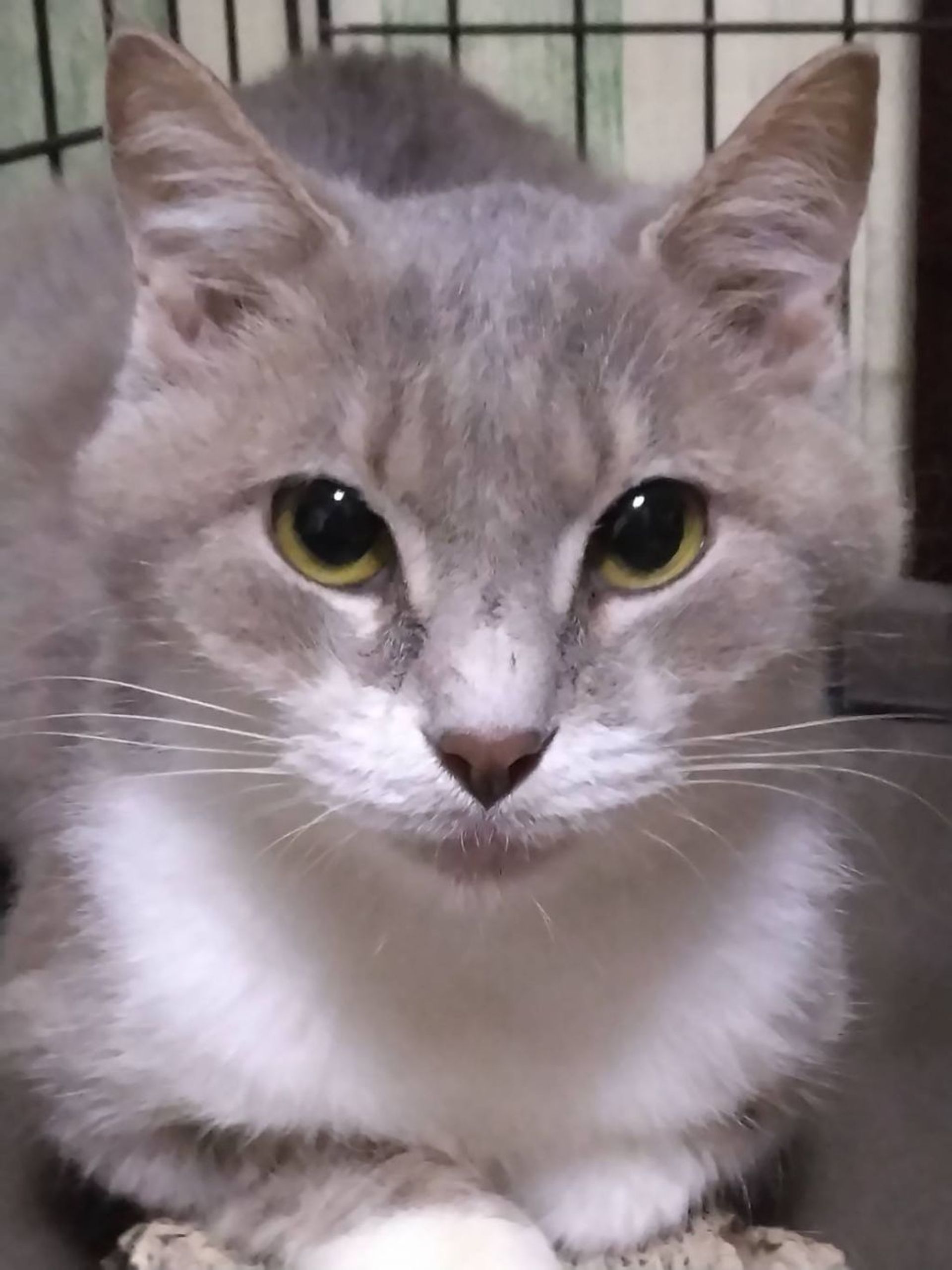 雑種（ミックス猫）・メスの里親募集の写真