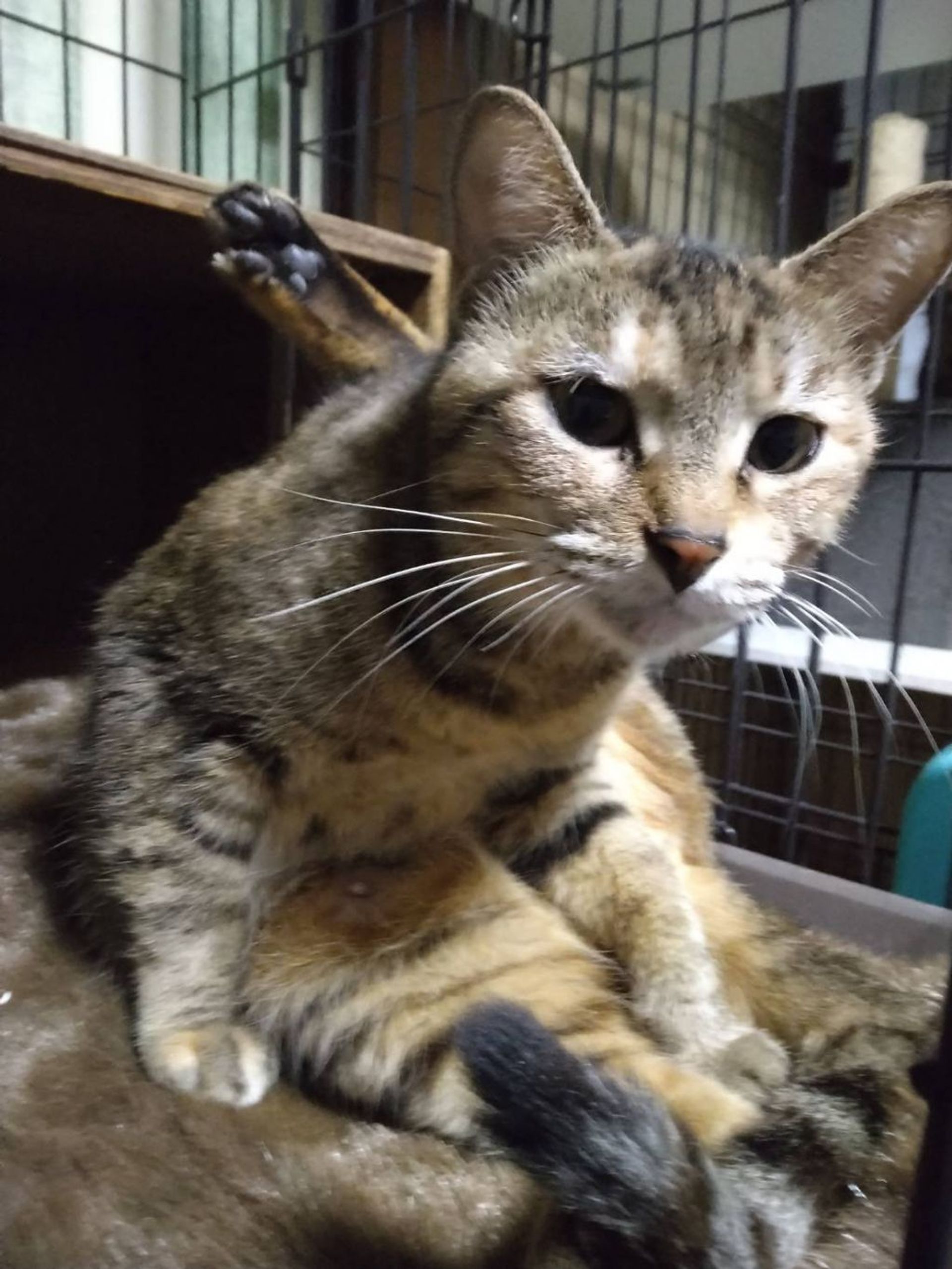 雑種（ミックス猫）・メスの里親募集の写真