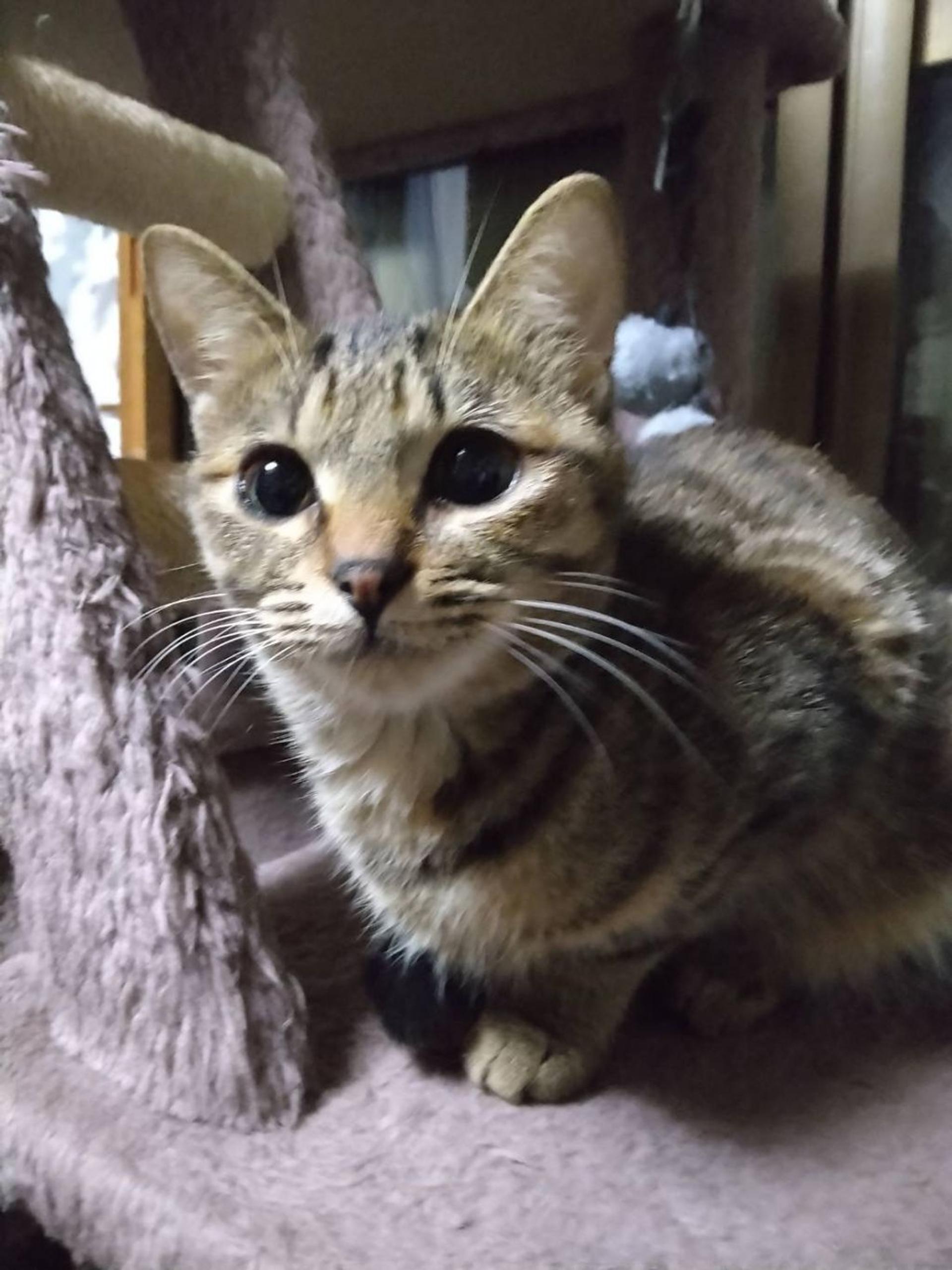 pet-image-2
