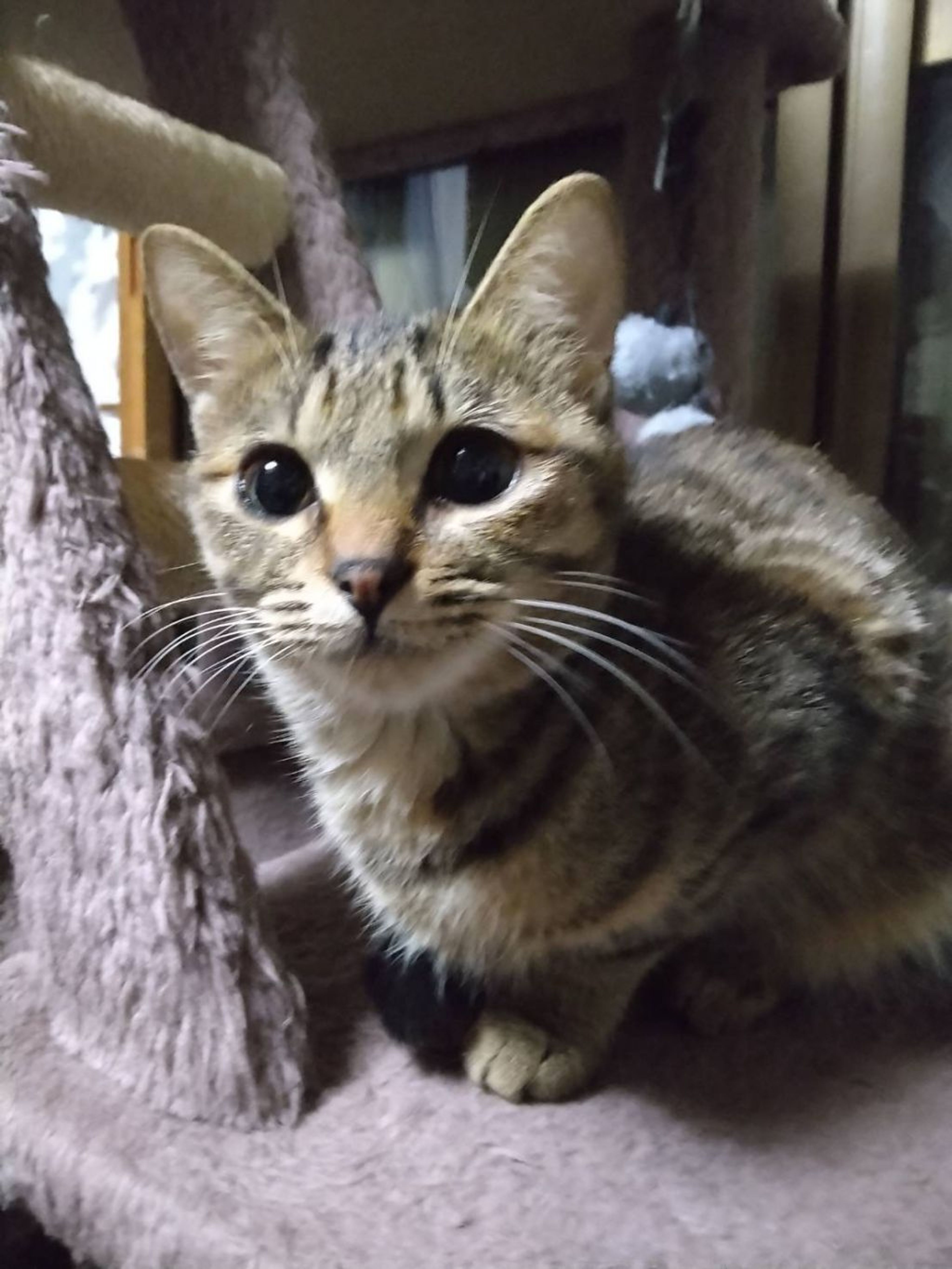 pet-image-2
