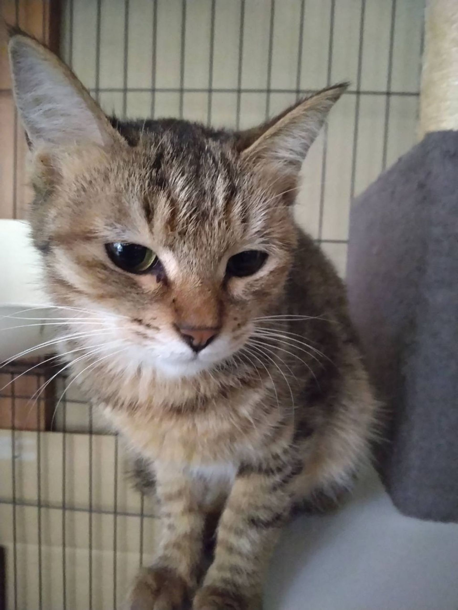雑種（ミックス猫）・メスの里親募集の写真