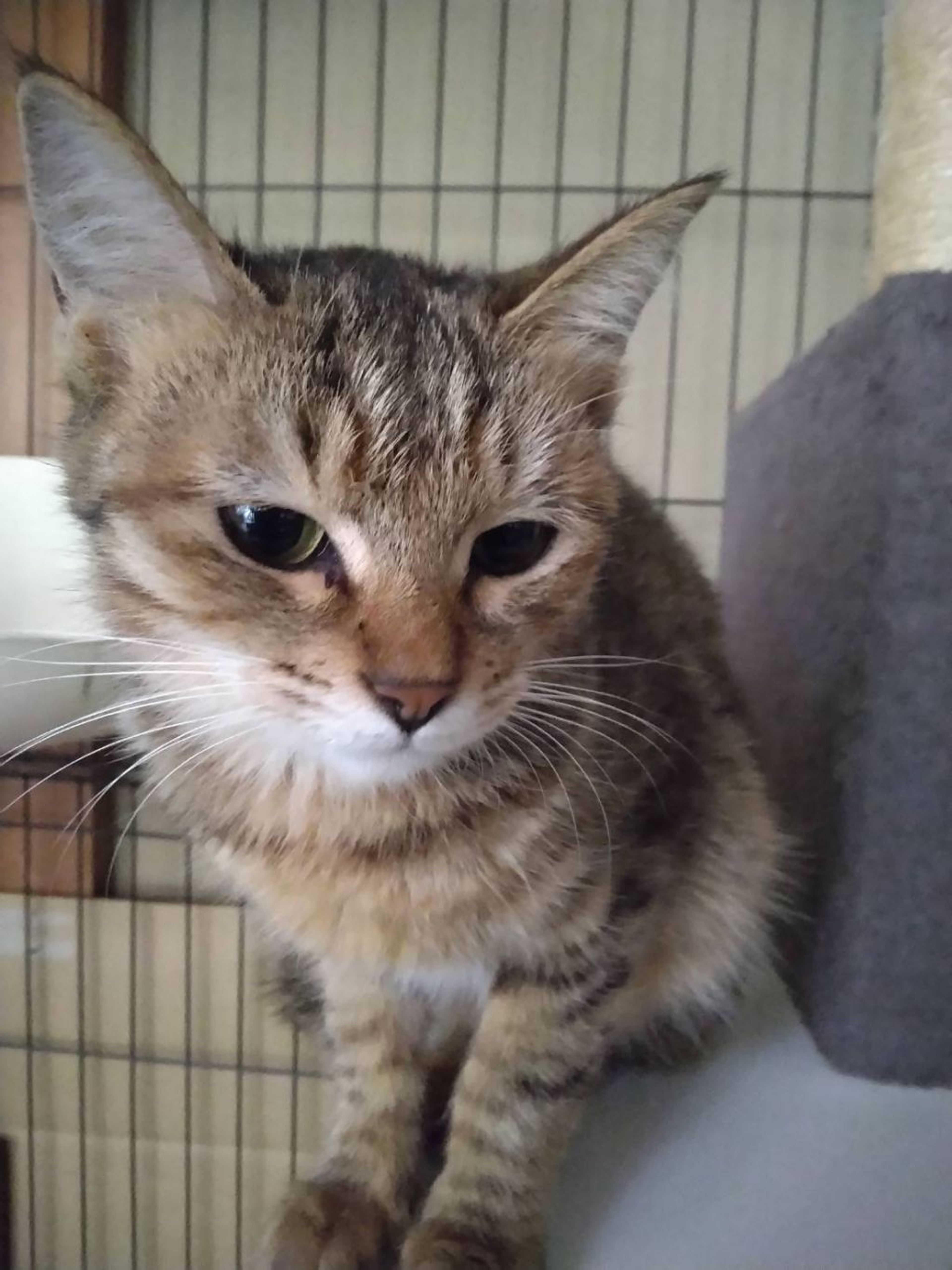雑種（ミックス猫）・メスの里親募集の写真