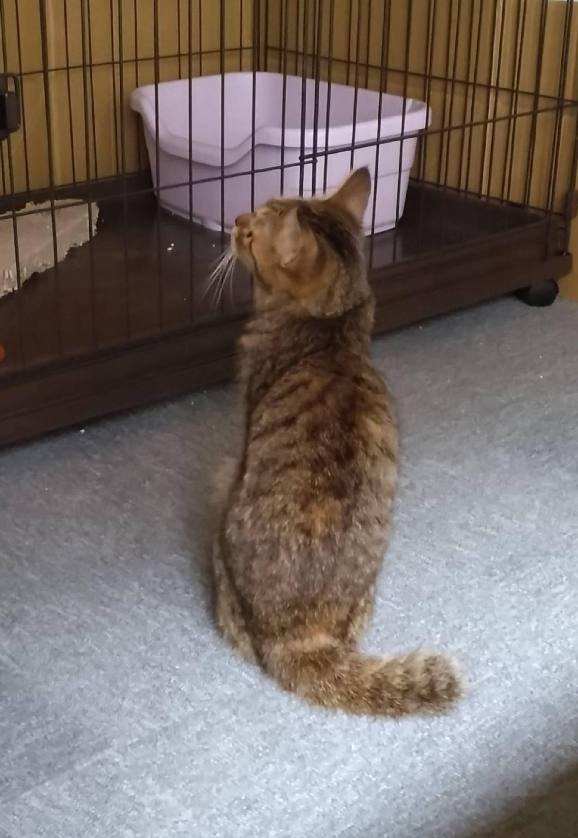 pet-image-2