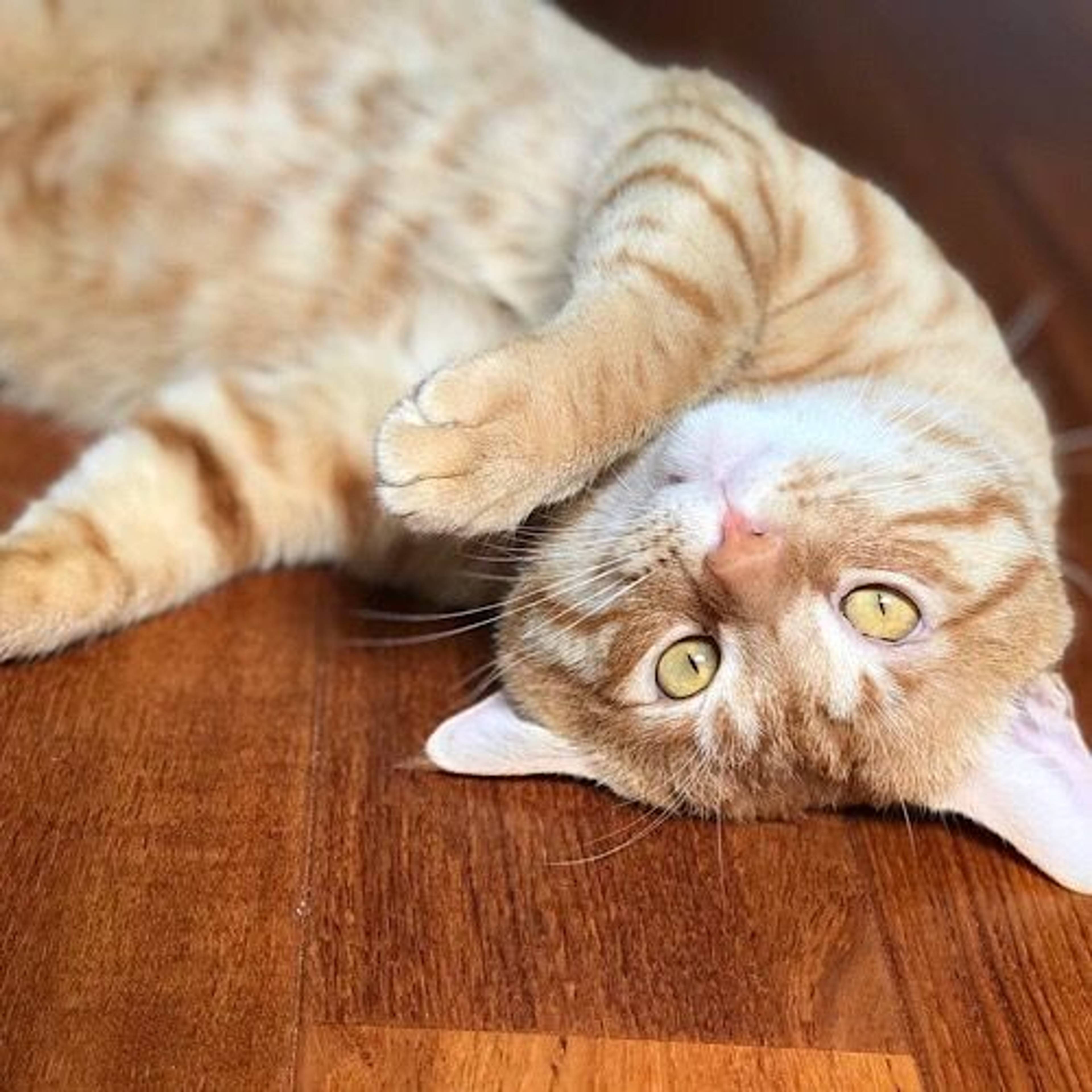 雑種（ミックス猫）・オスの里親募集の写真